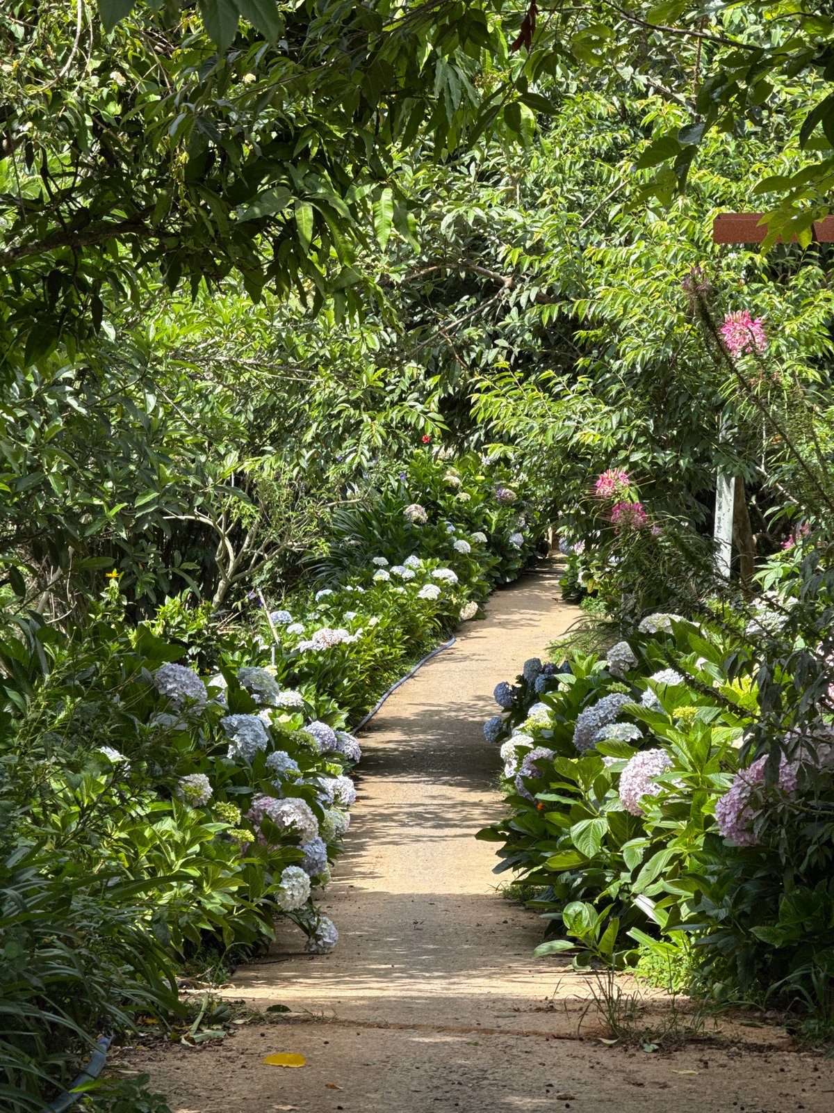 Garden walkway with blooming hydrangeas documented in Da Lat