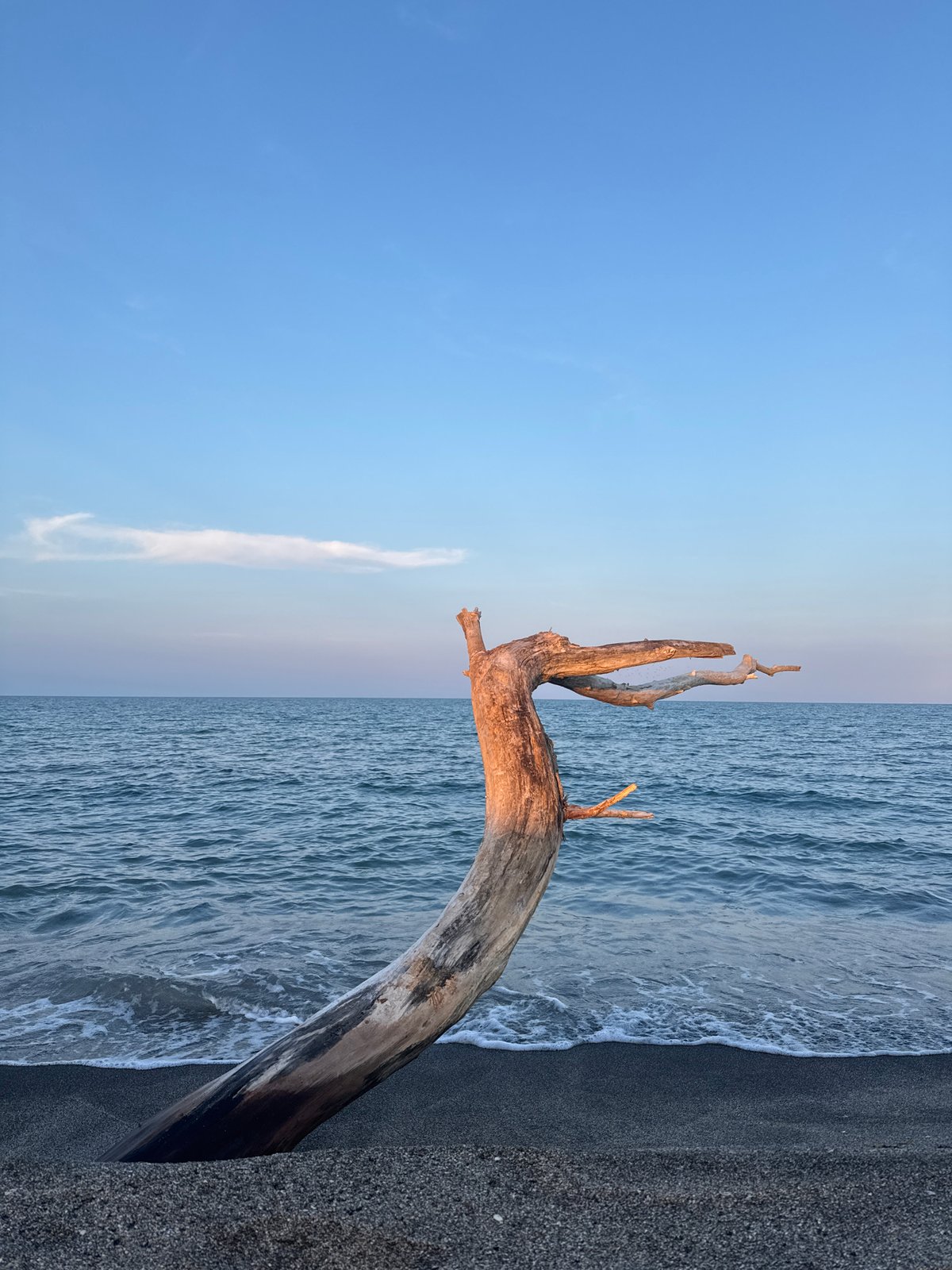 Driftwood and sunset along the Pomorie shoreline