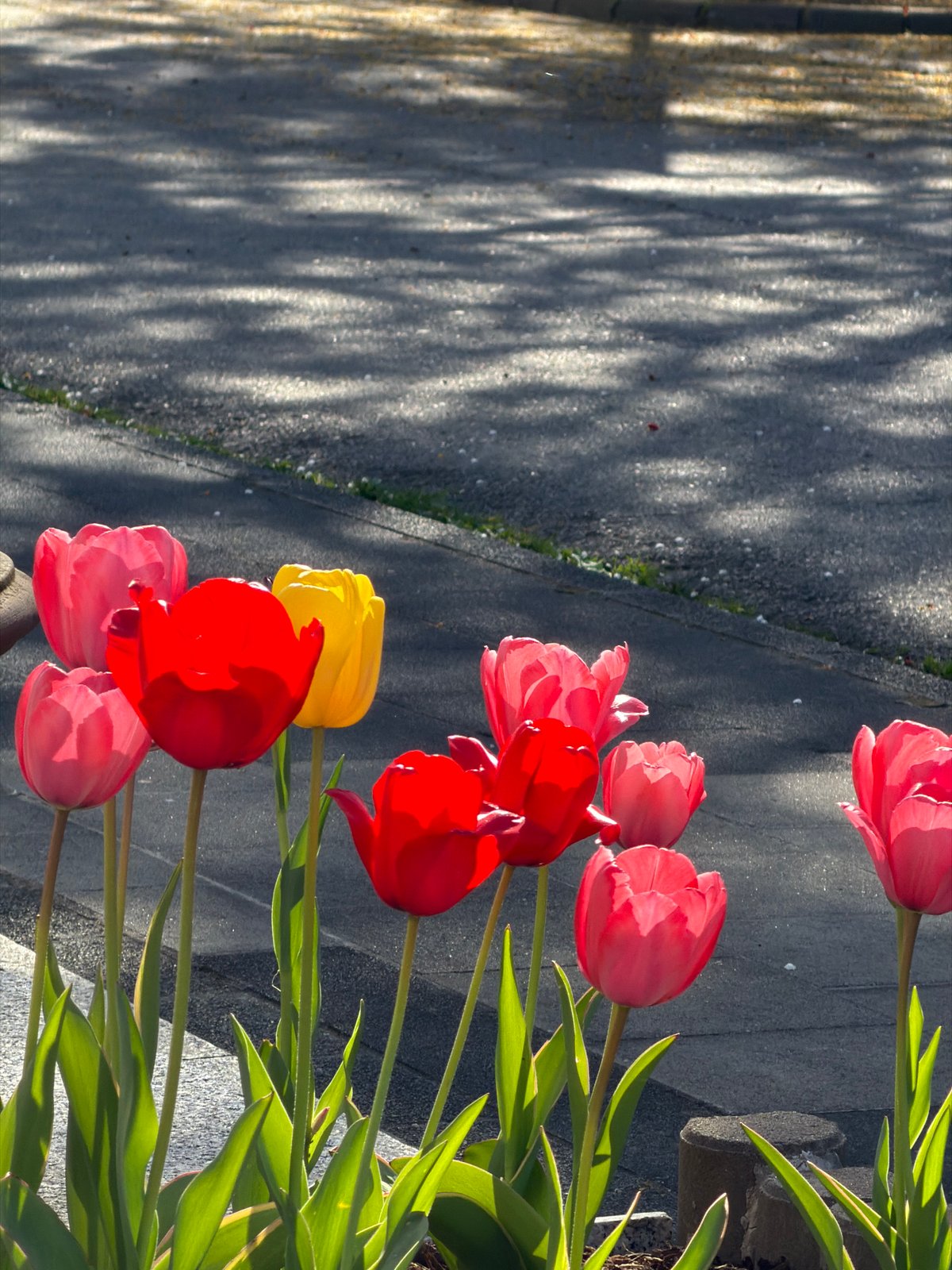 Spring walk with dog documented in Luxembourg city