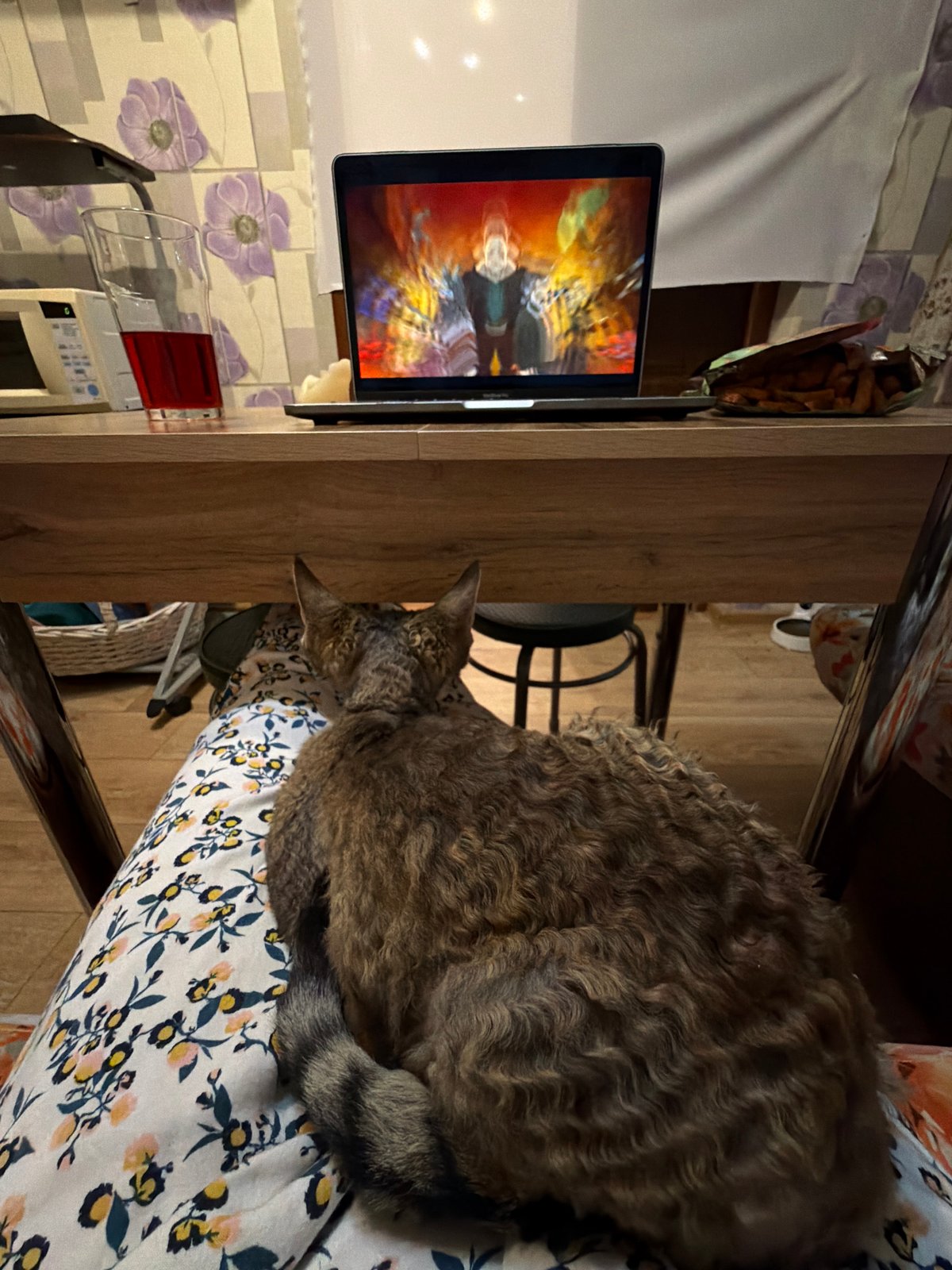 Brown tabby cat rests on floral furniture in Moscow home