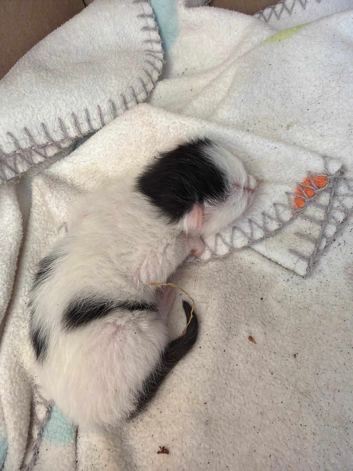 Newborn kitten sleeps on blankets in Montenegro village
