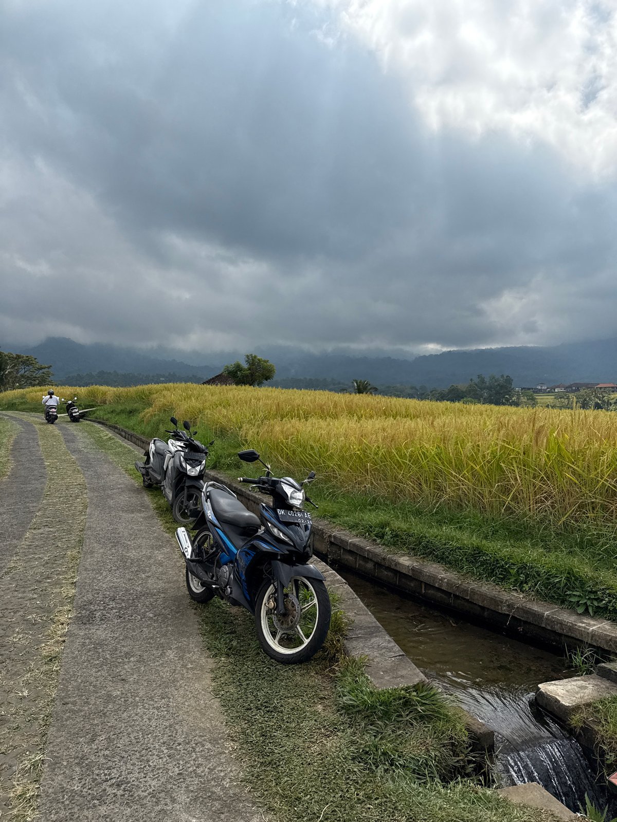 Rural morning scenes documented in Penebel, Indonesia rice farming area