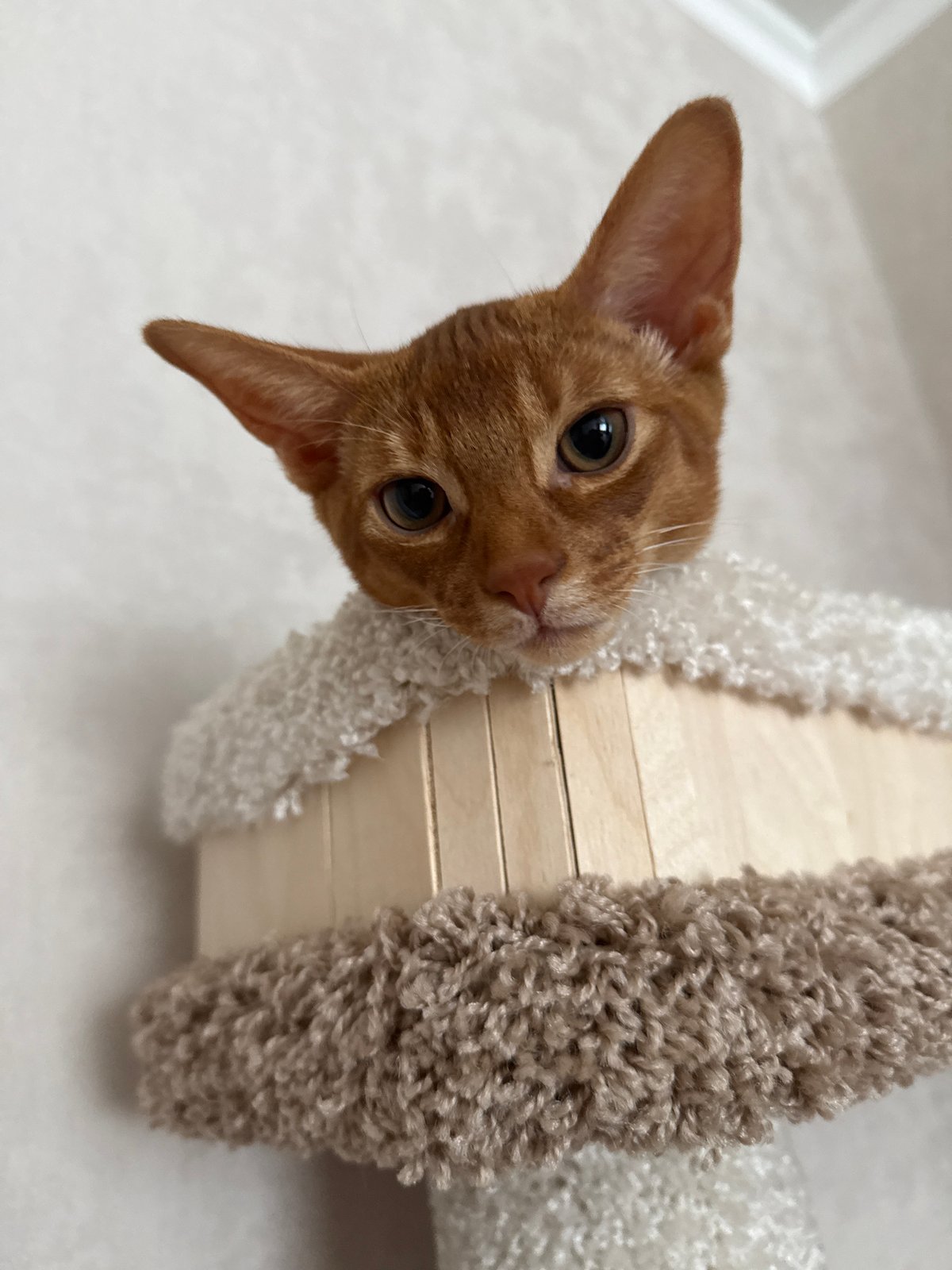 Orange cat holds court on its cat tree in a Russian home