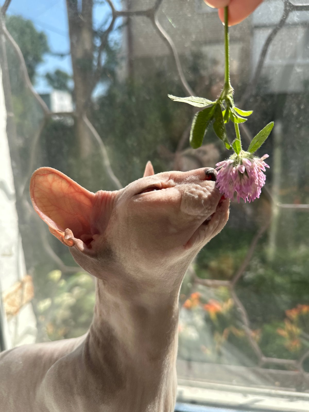 Sphynx cat lounging in the sun on a Togliatti windowsill