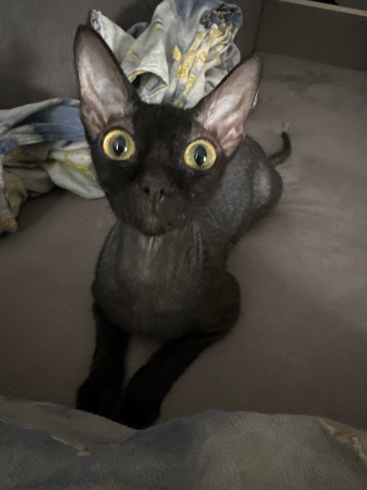 Sphynx cat lounging on sofa in Chaikovsky