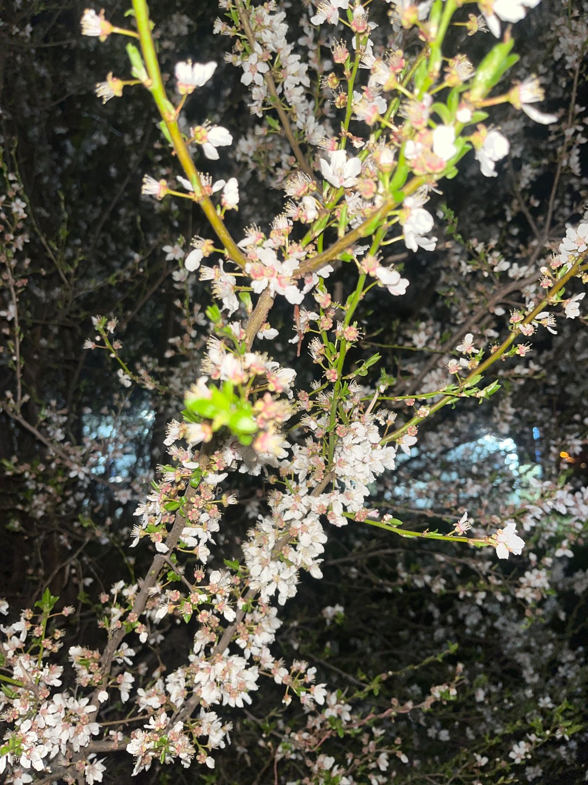 Spring blossoms and evening city life documented in Sofia