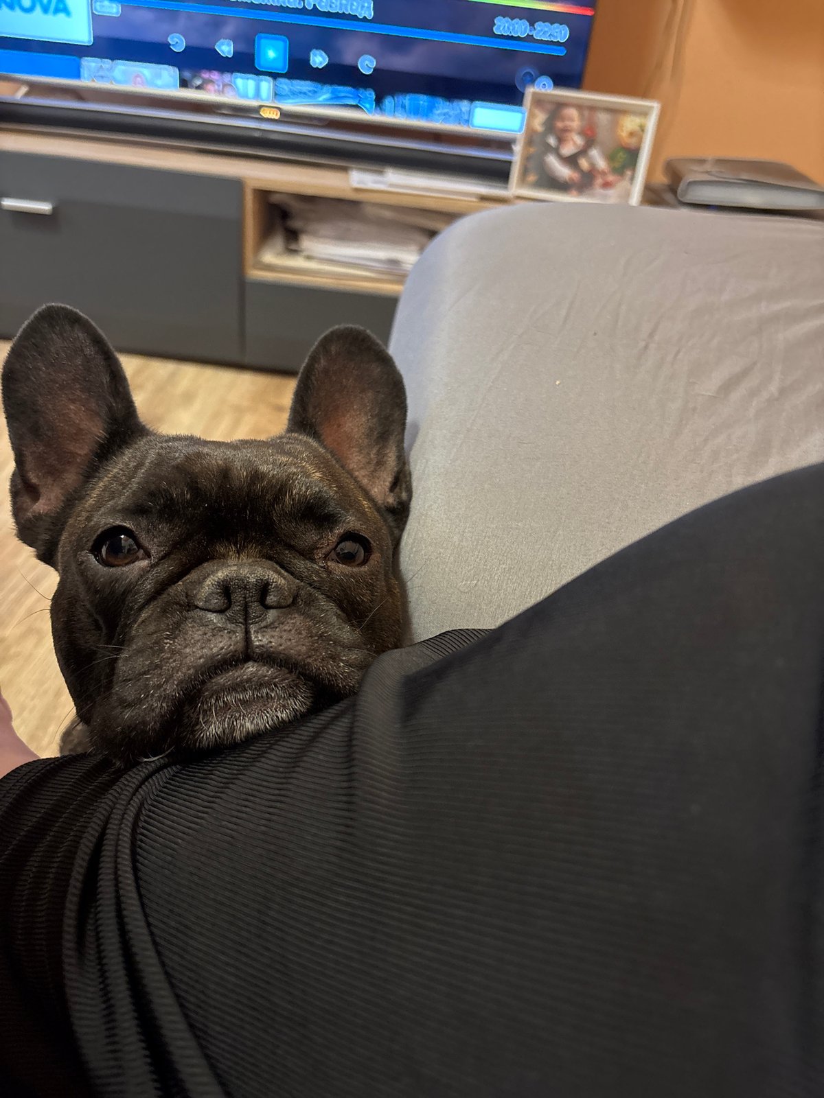 Black brindle French Bulldog resting close in Manole, Bulgaria