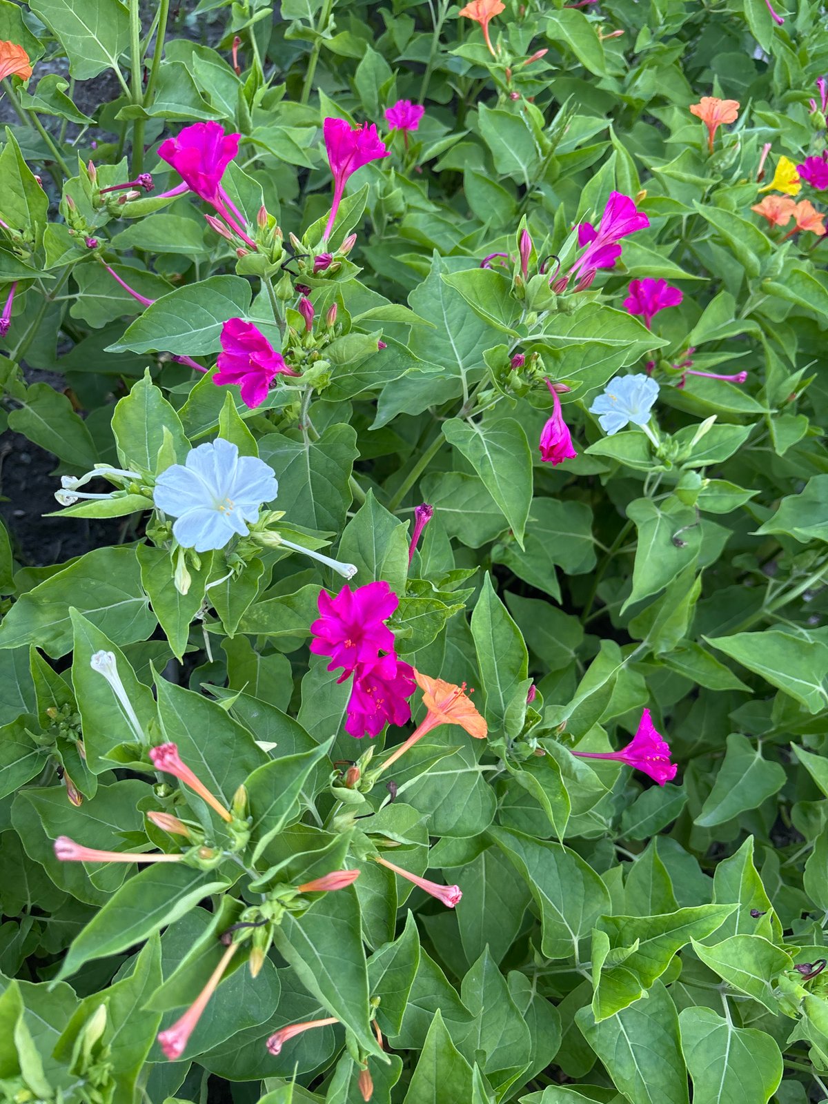 Four o'clock flowers blooming in Taraz, Kazakhstan