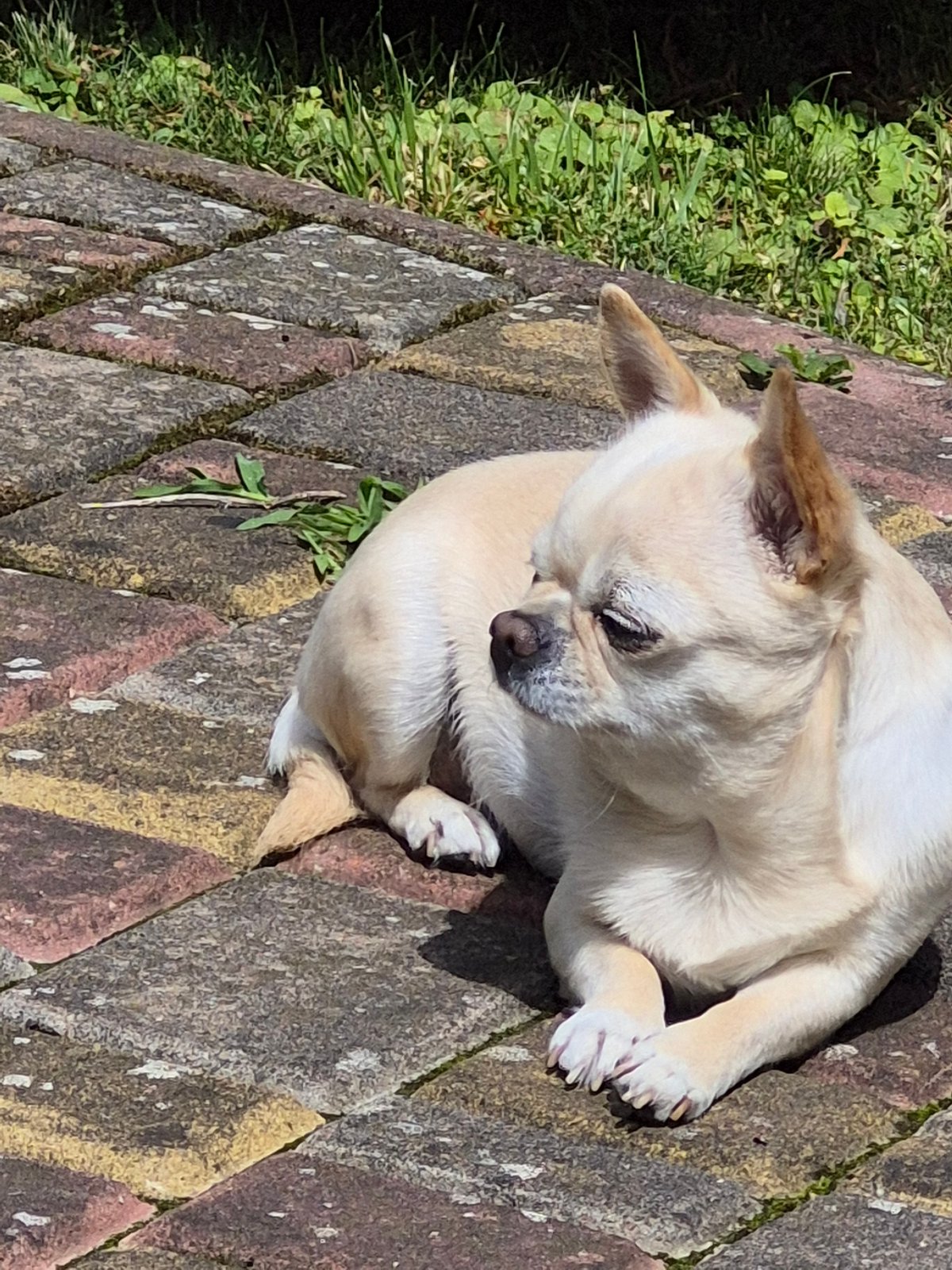Chihuahua's lazy backyard morning, garden details, and leftover pizza