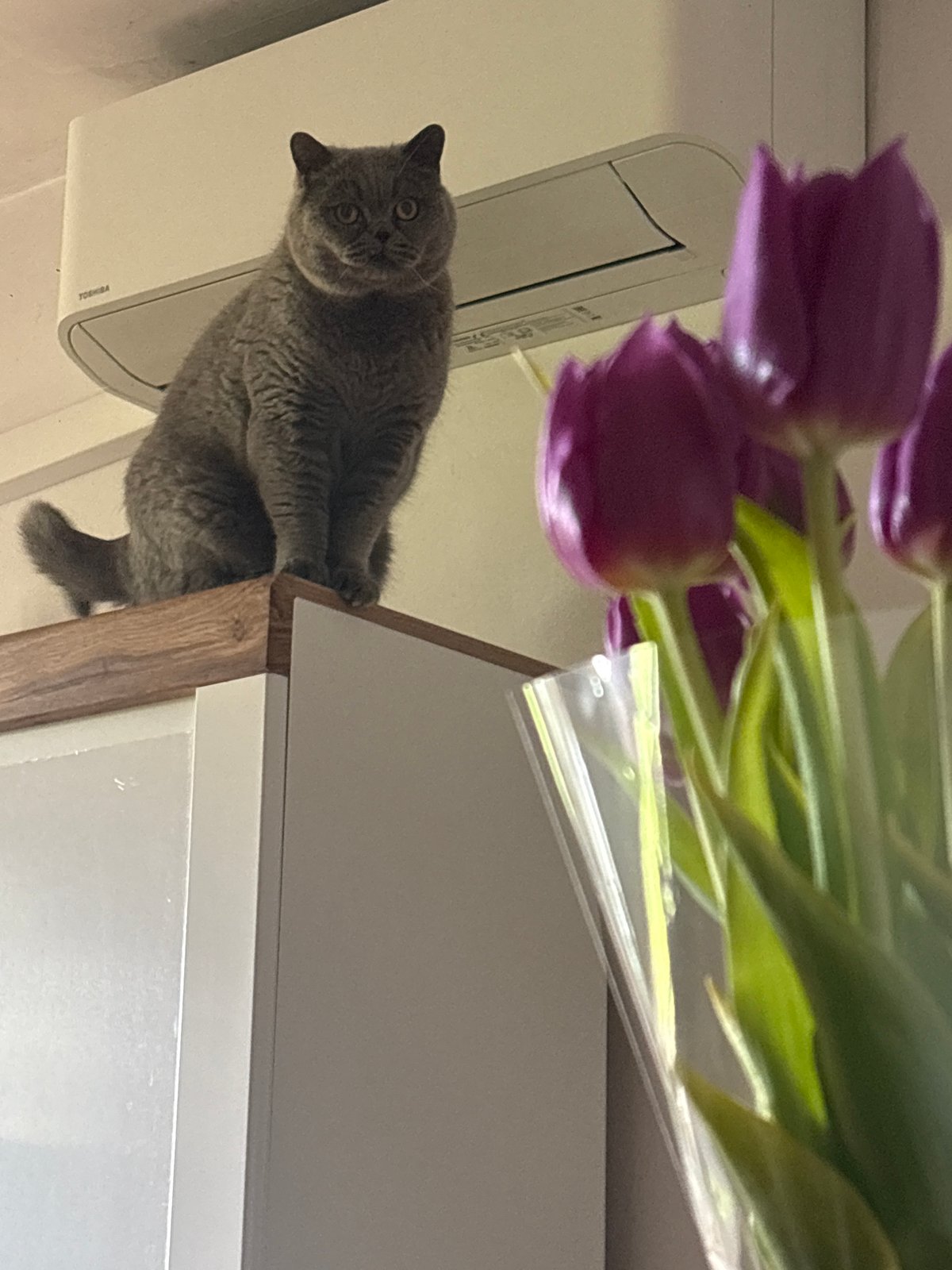 Gray cat lounges at home with tulips in Burgas