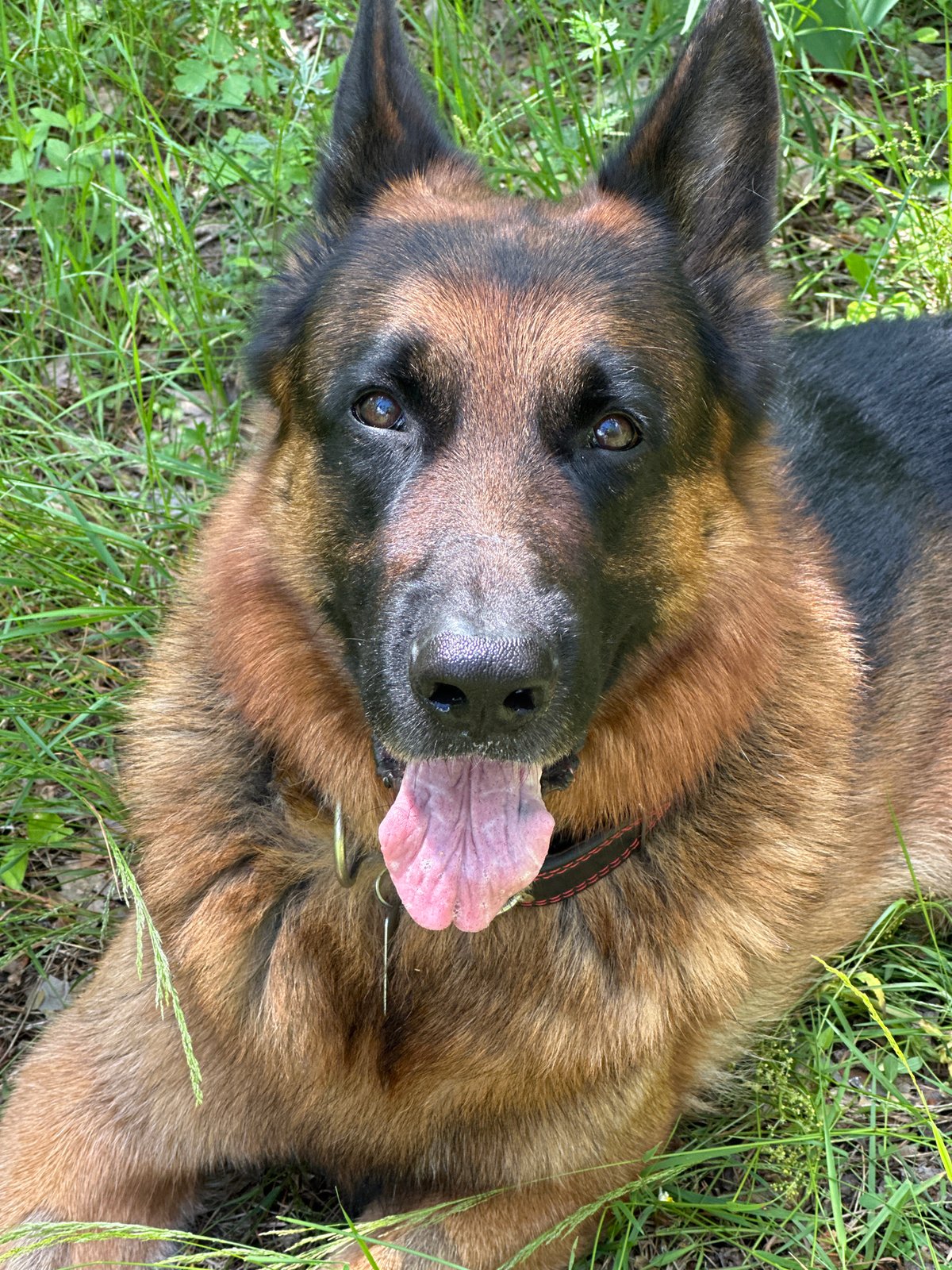 German Shepherd and wildflowers in wooded park setting