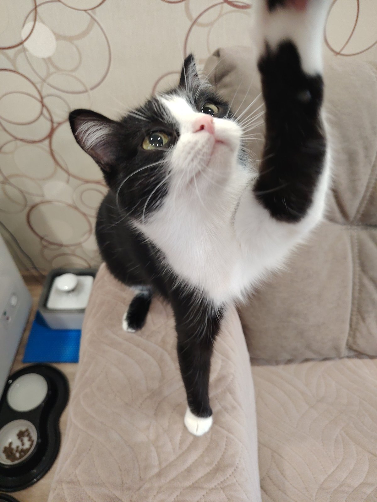 Tuxedo cat's lazy afternoon documented in 25 domestic moments
