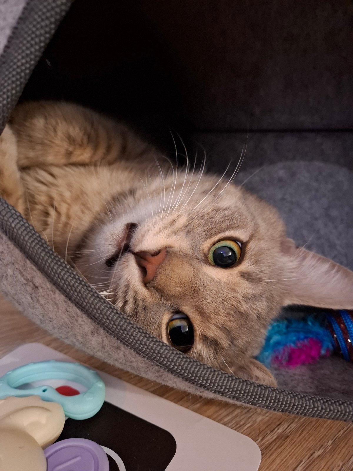Tabby cat photographed playing in bed over one hour
