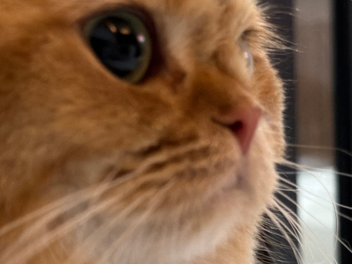 Lazy afternoon in Đà Nẵng with an orange cat