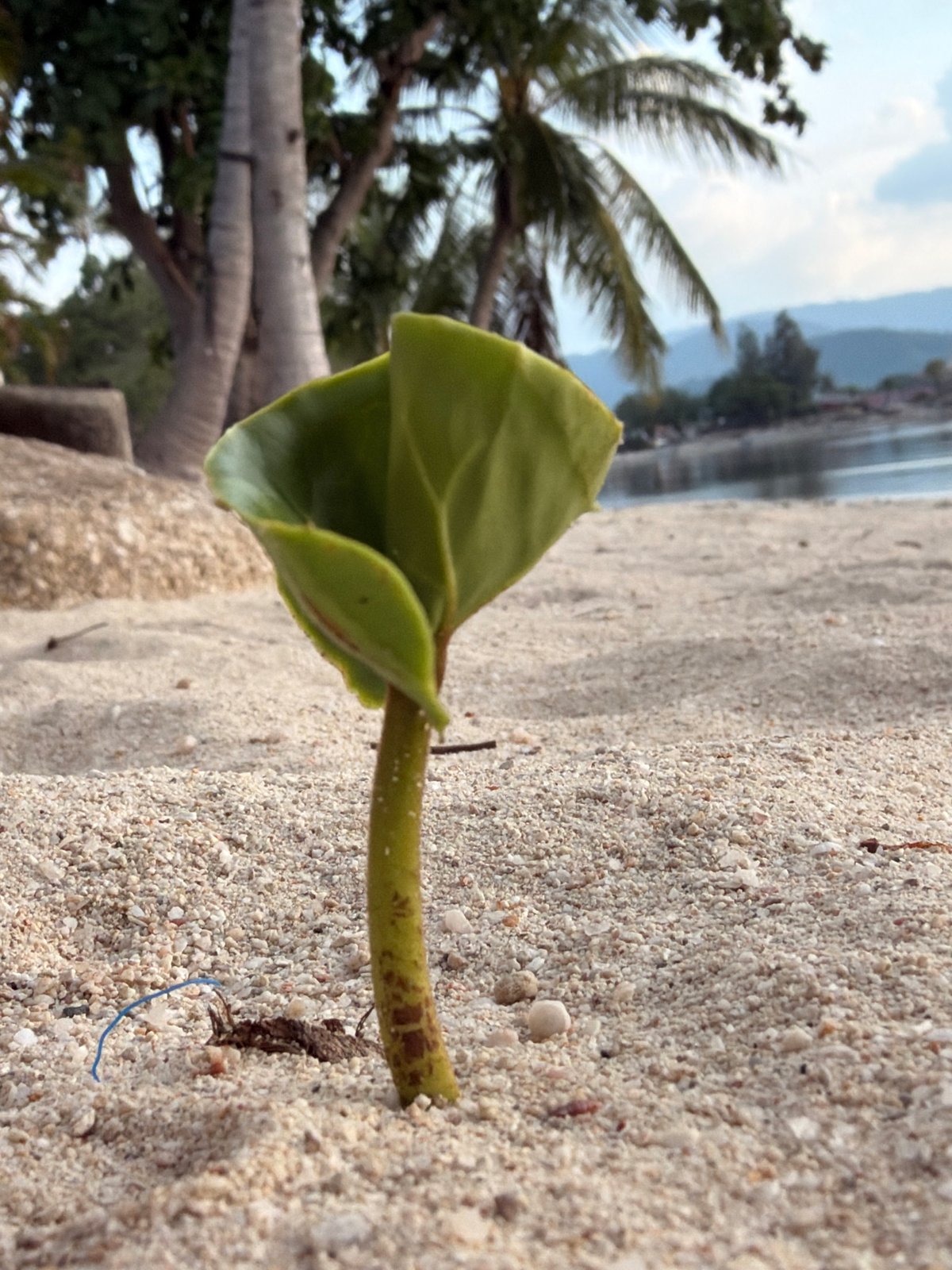 Still moments on a Ko Samui beach at golden hour