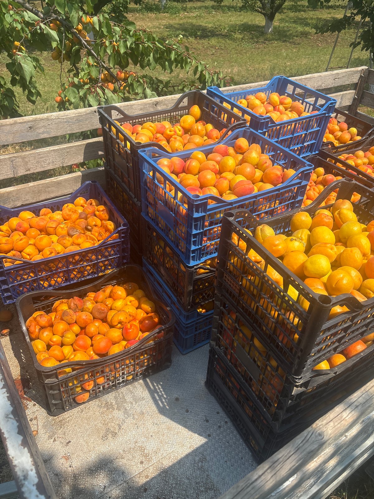 Apricot harvest loaded into crates in rural Bulgaria