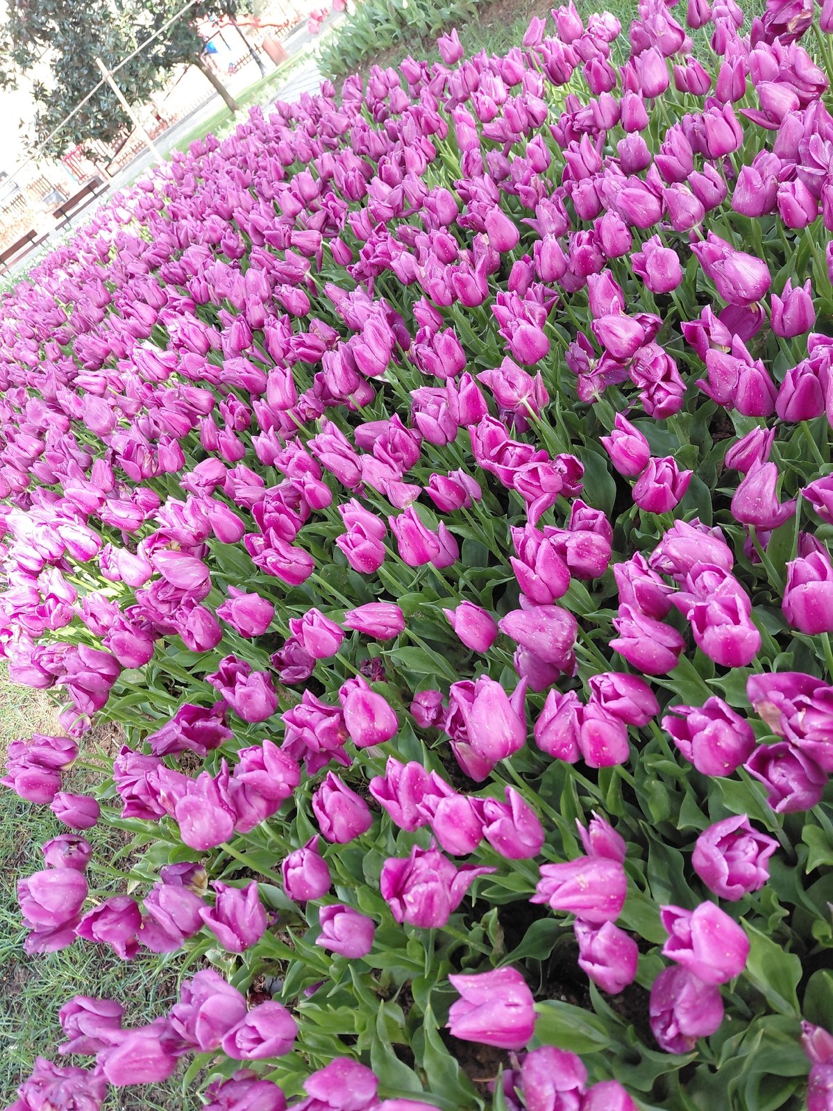 Spring tulip displays documented in Sarıyer park, Turkey