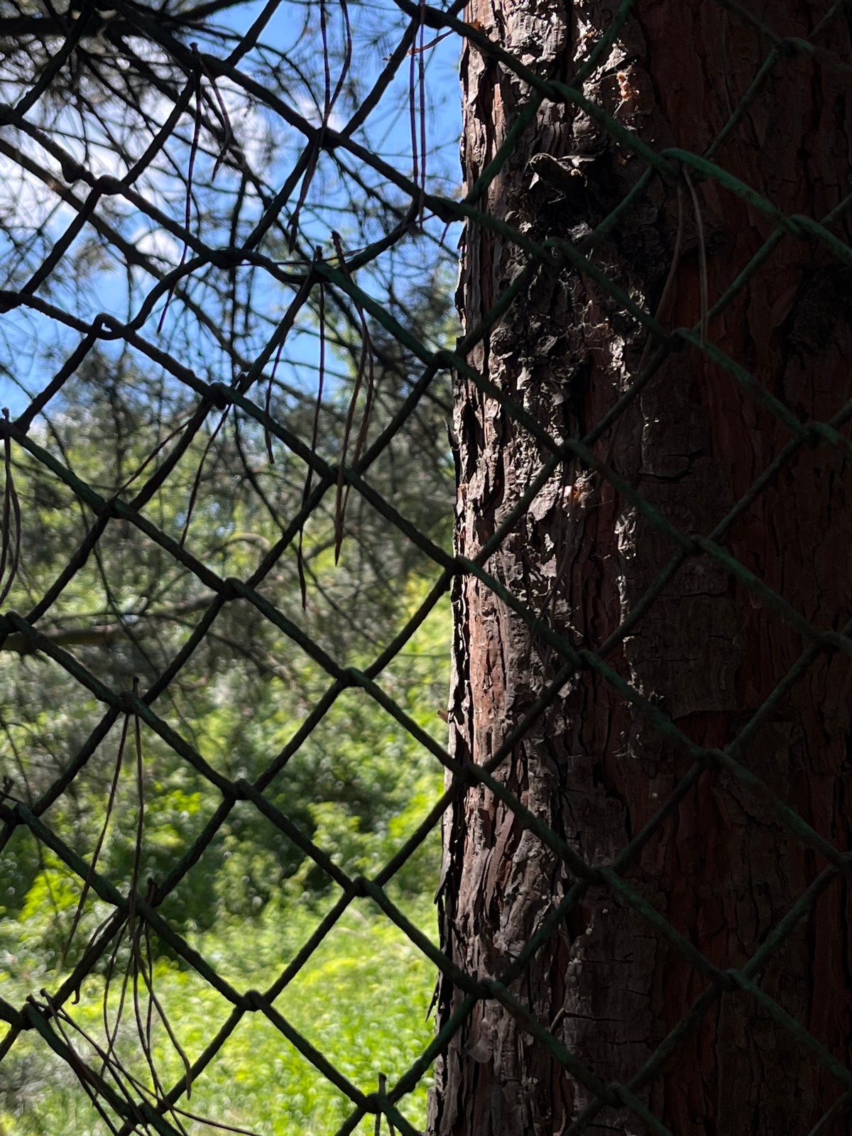 Slow afternoon in a Lviv garden, details up close
