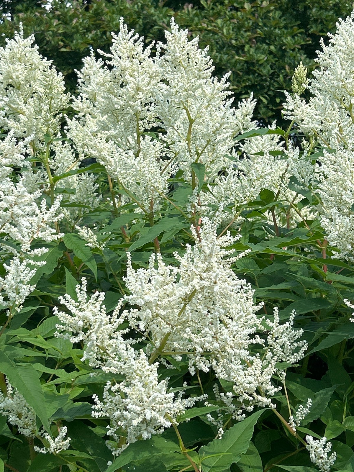 Summer blooms and blue skies at Montreal Botanical Garden