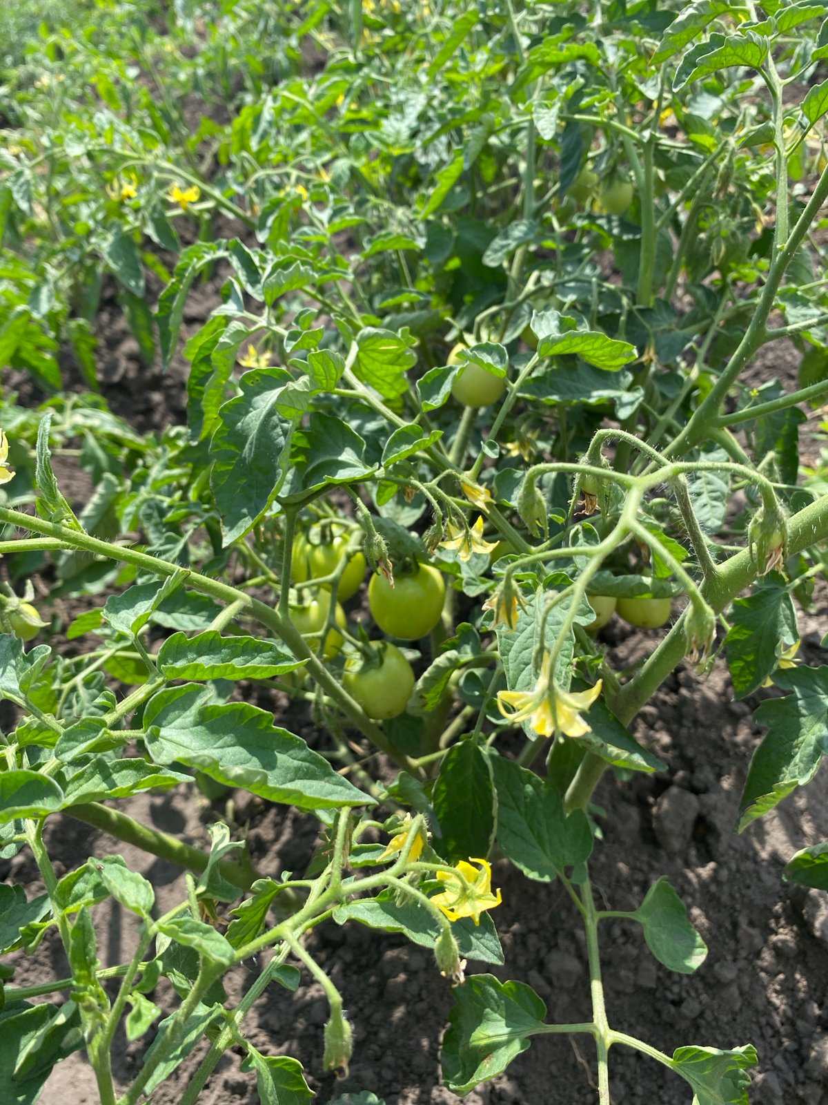 Summer vegetable garden in Vasylky, Ukraine, mid-season growth