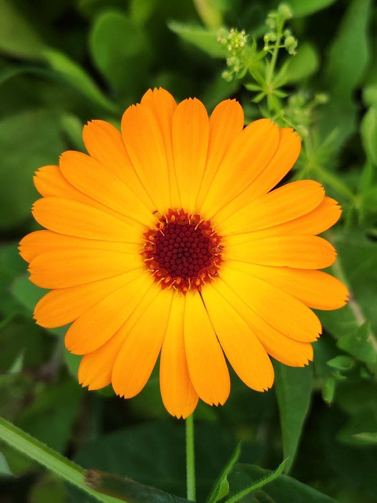 Summer garden harvest and blooms in Chaikovsky, Russia