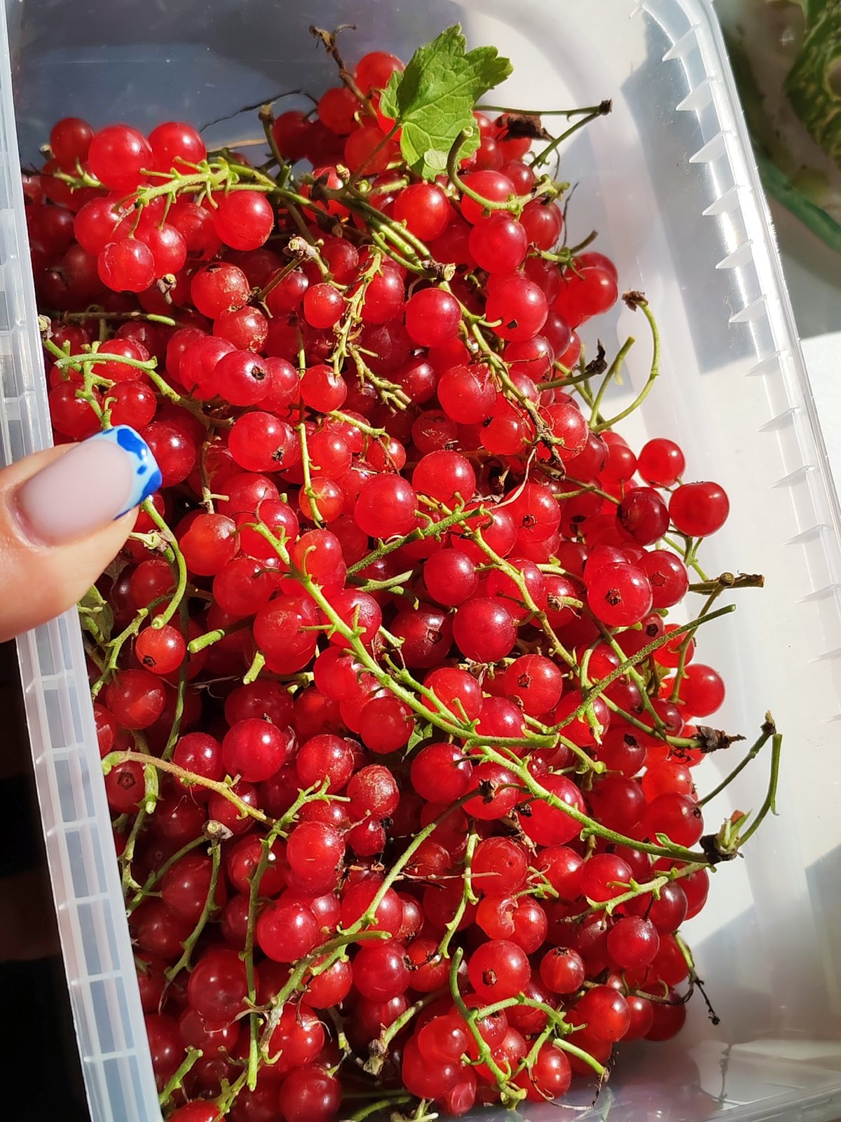 Fresh red currants in a plastic container, mostly ripe