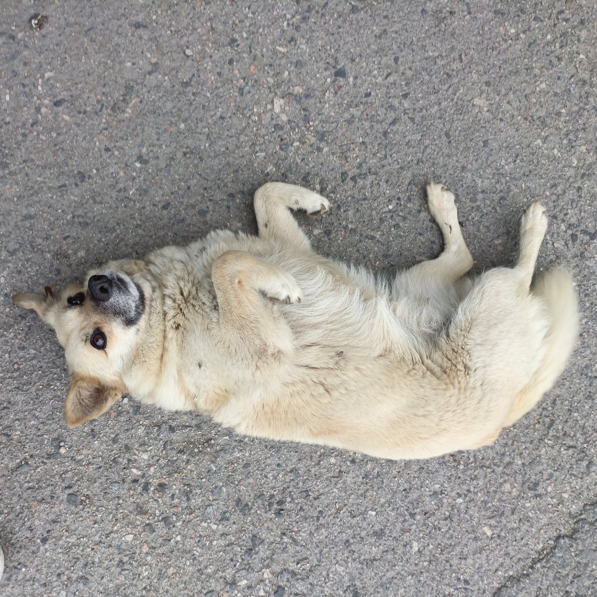 Dog spotted in multiple locations around Sevastopol early morning