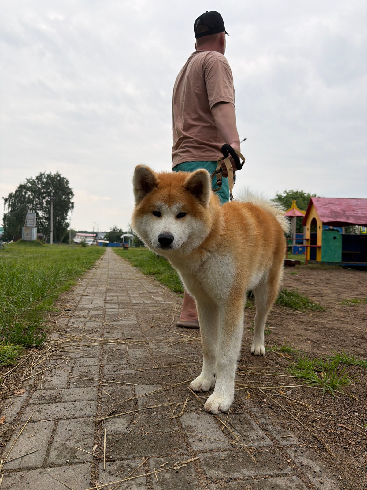 Afternoon park hangout with an Akita in Chaikovsky, Russia