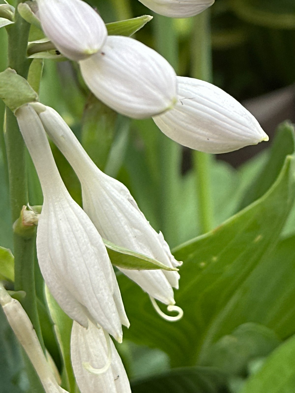 Close-up garden photography session in Podolsk, summer blooms