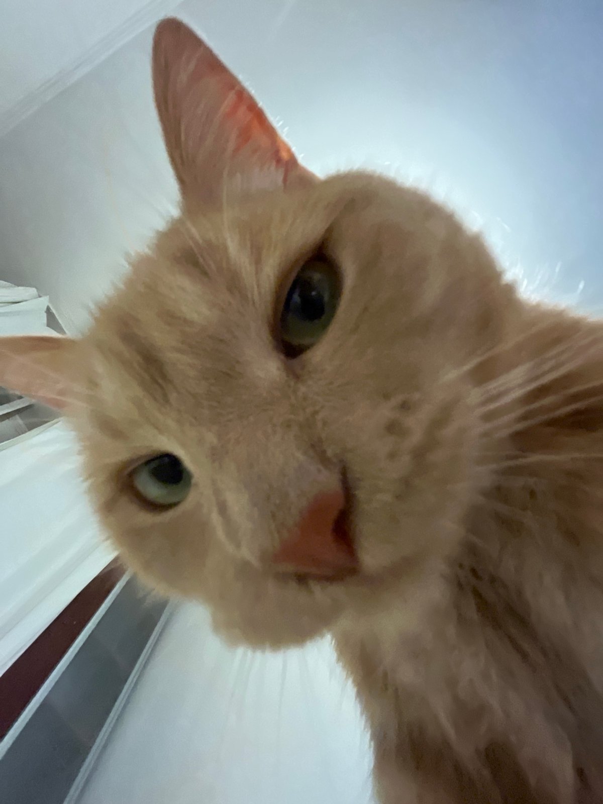 Orange tabby cat photographed extensively during afternoon session