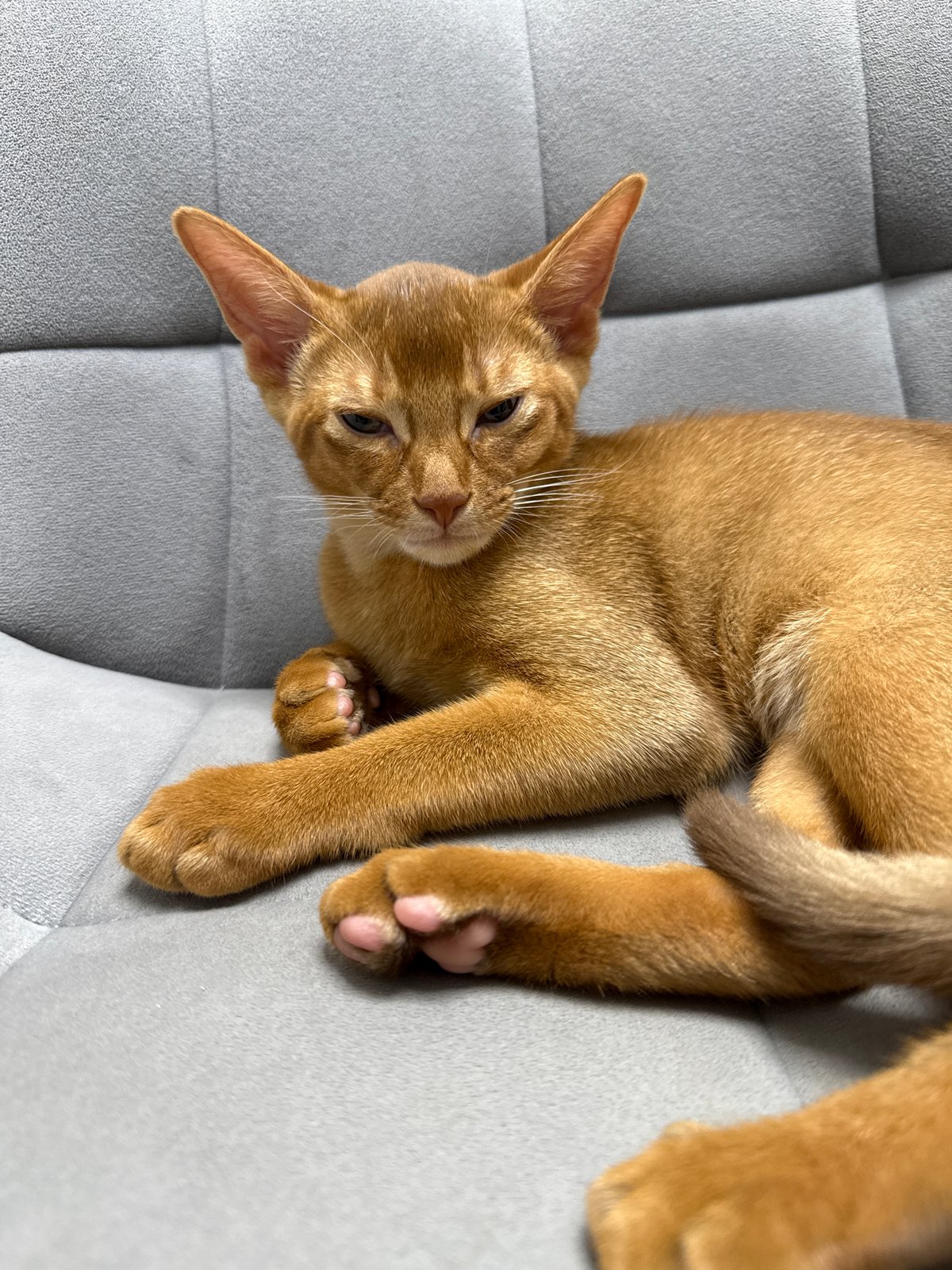 Abyssinian cat, a summer drink, and a Stary Oskol sunset