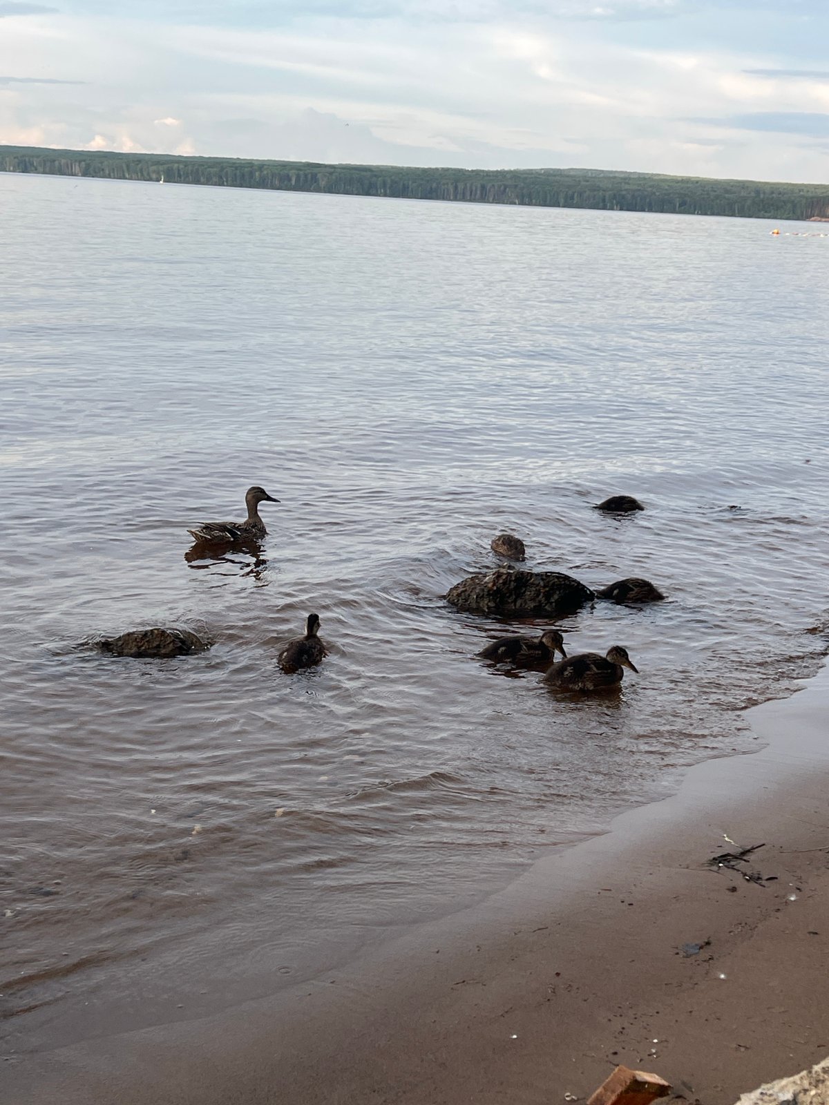 Casual lakeside evening in Chaikovsky — grilling, ducks, and dusk clouds
