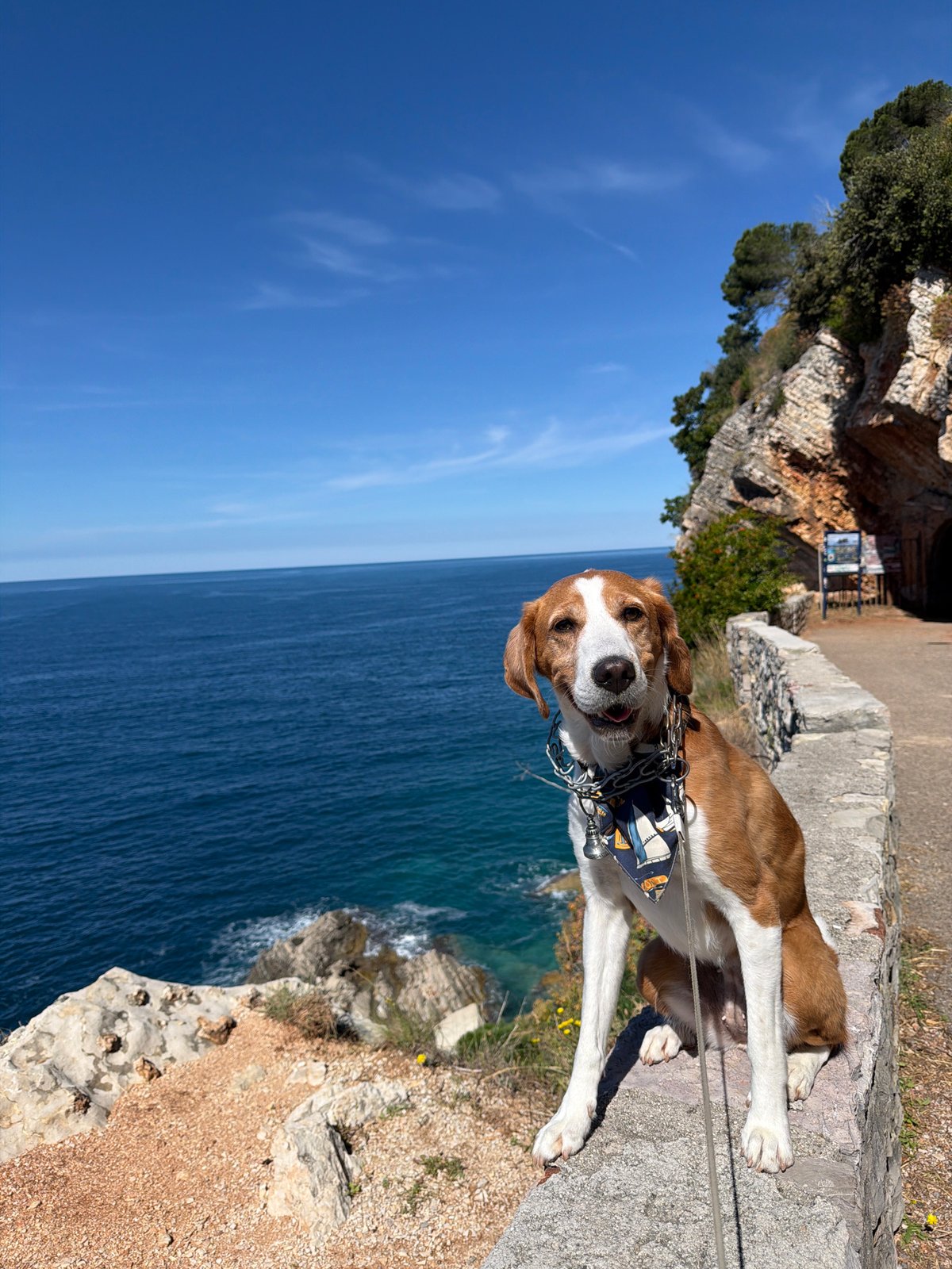 Dog rests on coastal ledge in Petrovac, Montenegro