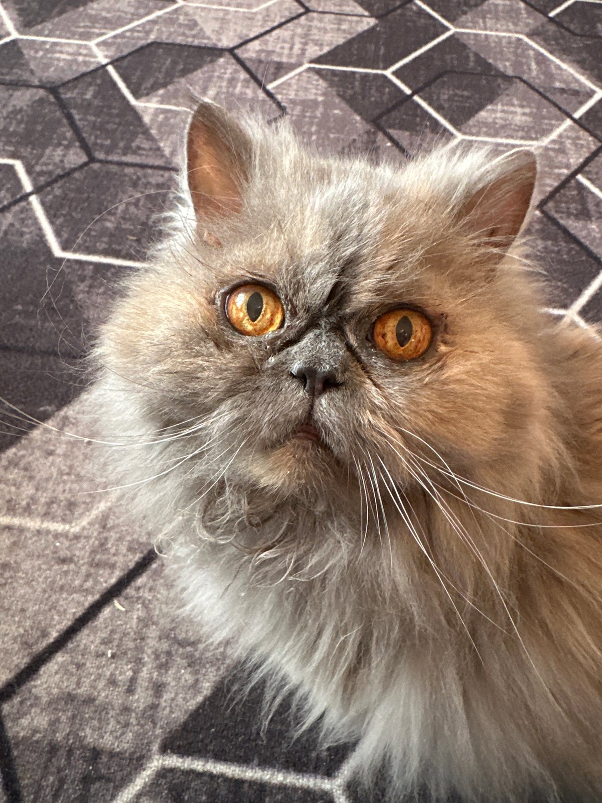 Nighttime domestic moments with Persian cat captured in Chaikovsky