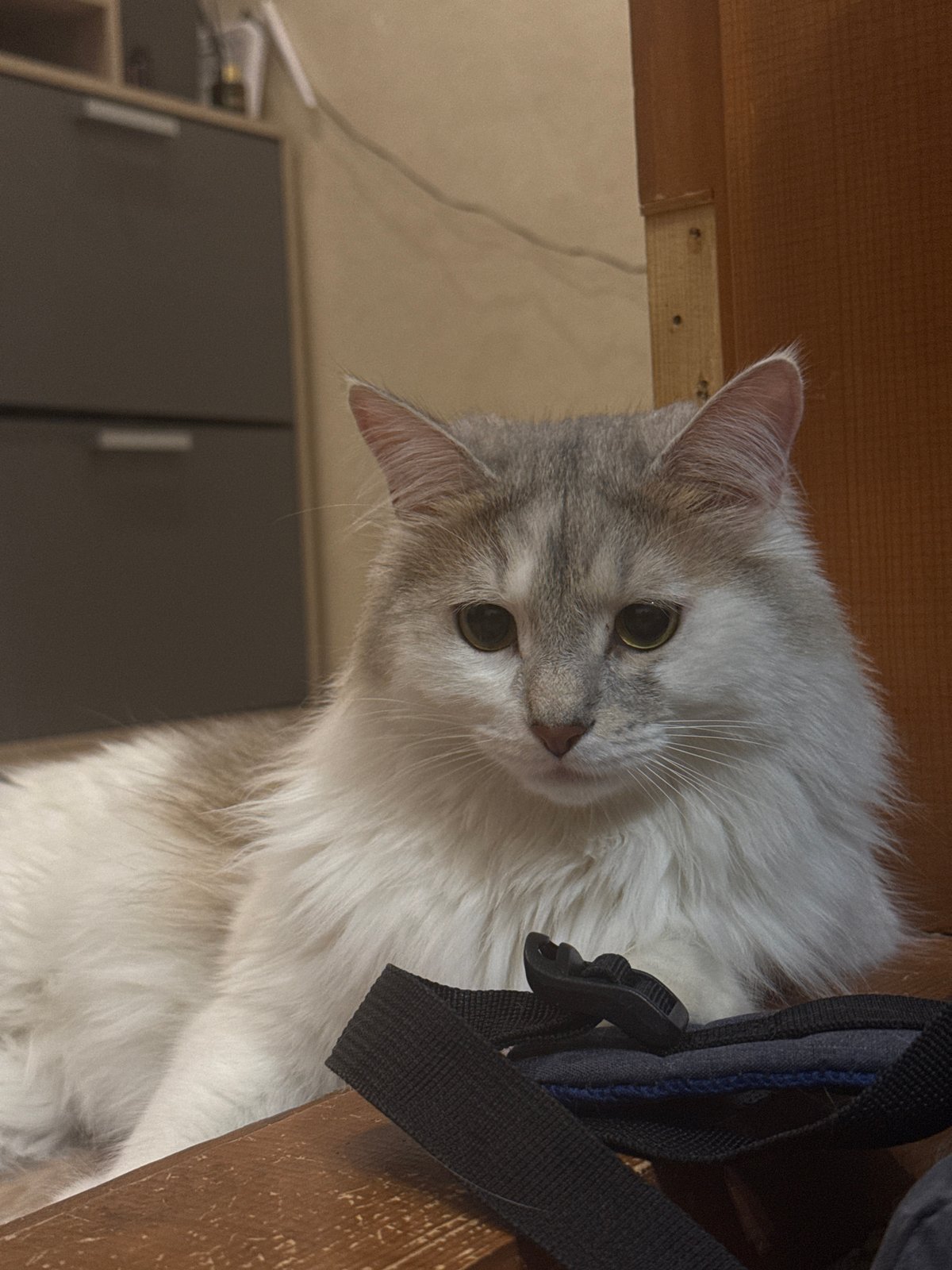 Cat and houseplants documented in Nizhny Novgorod home scenes