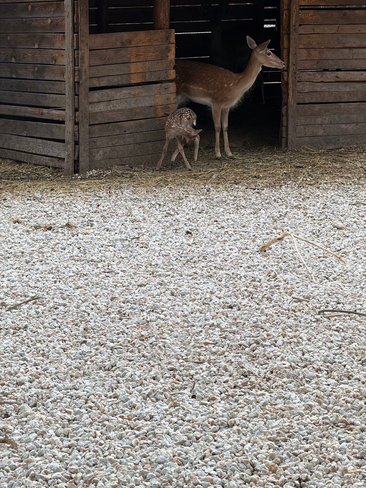 Afternoon zoo visit documented in Pazardzhik, Bulgaria