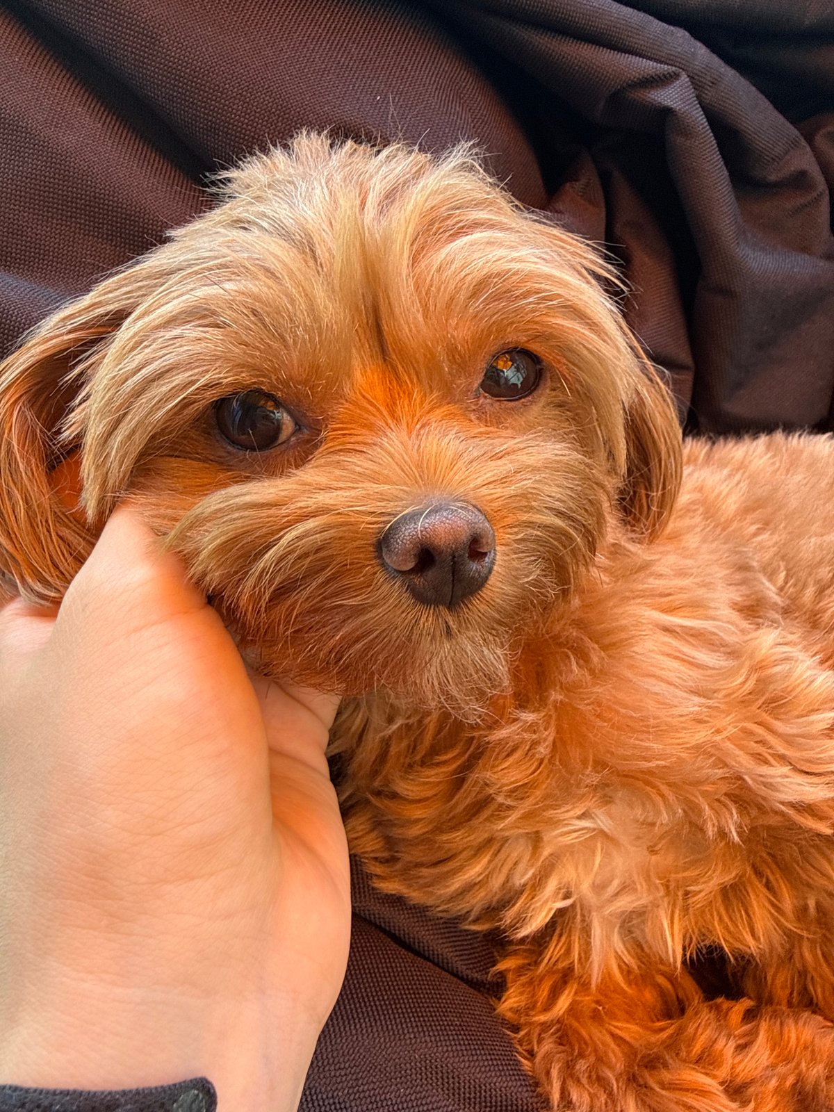 Scruffy brown dog relaxing and getting pets in Prague