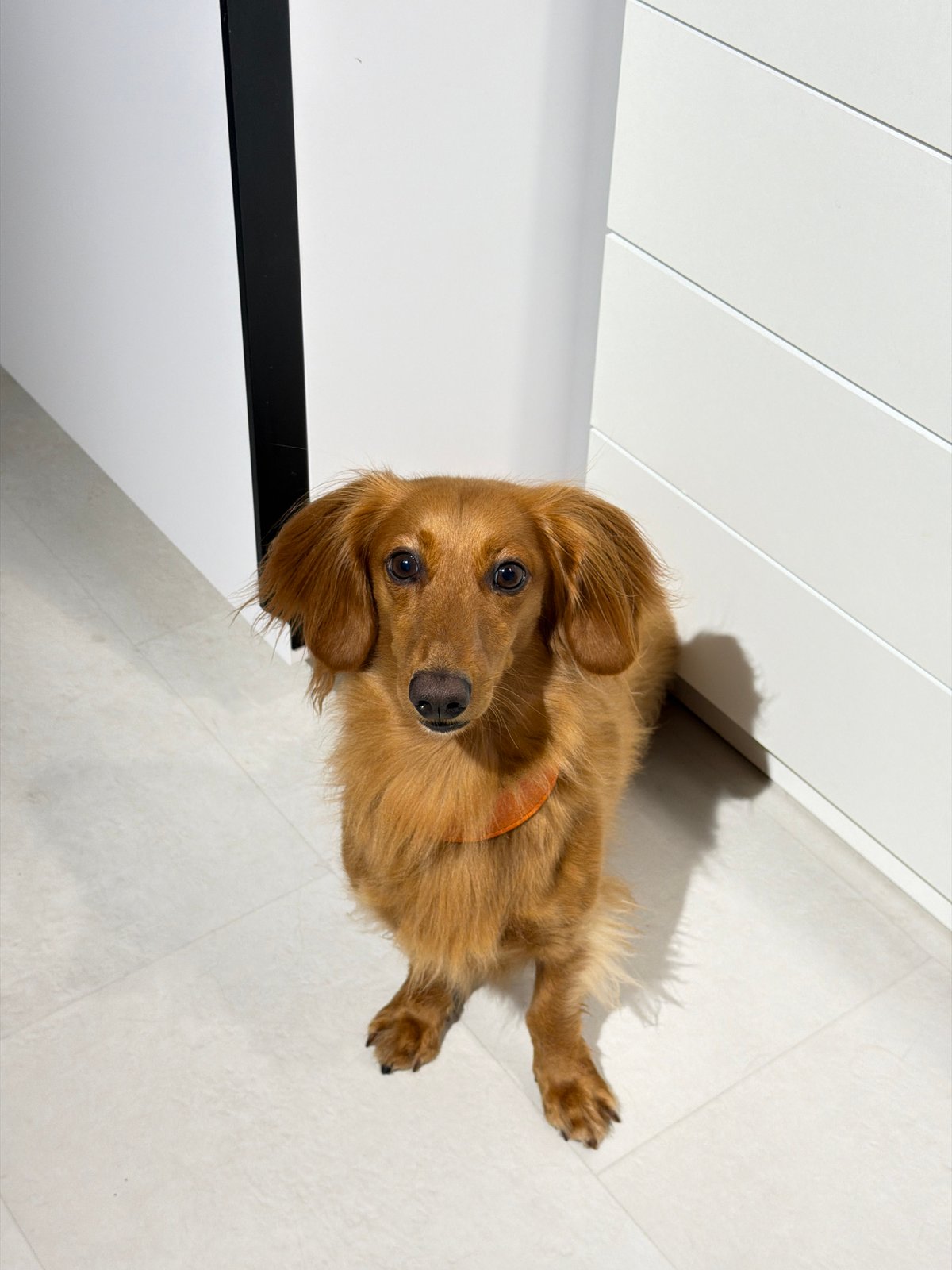 Dachshund hangs out at home in Sochi one evening
