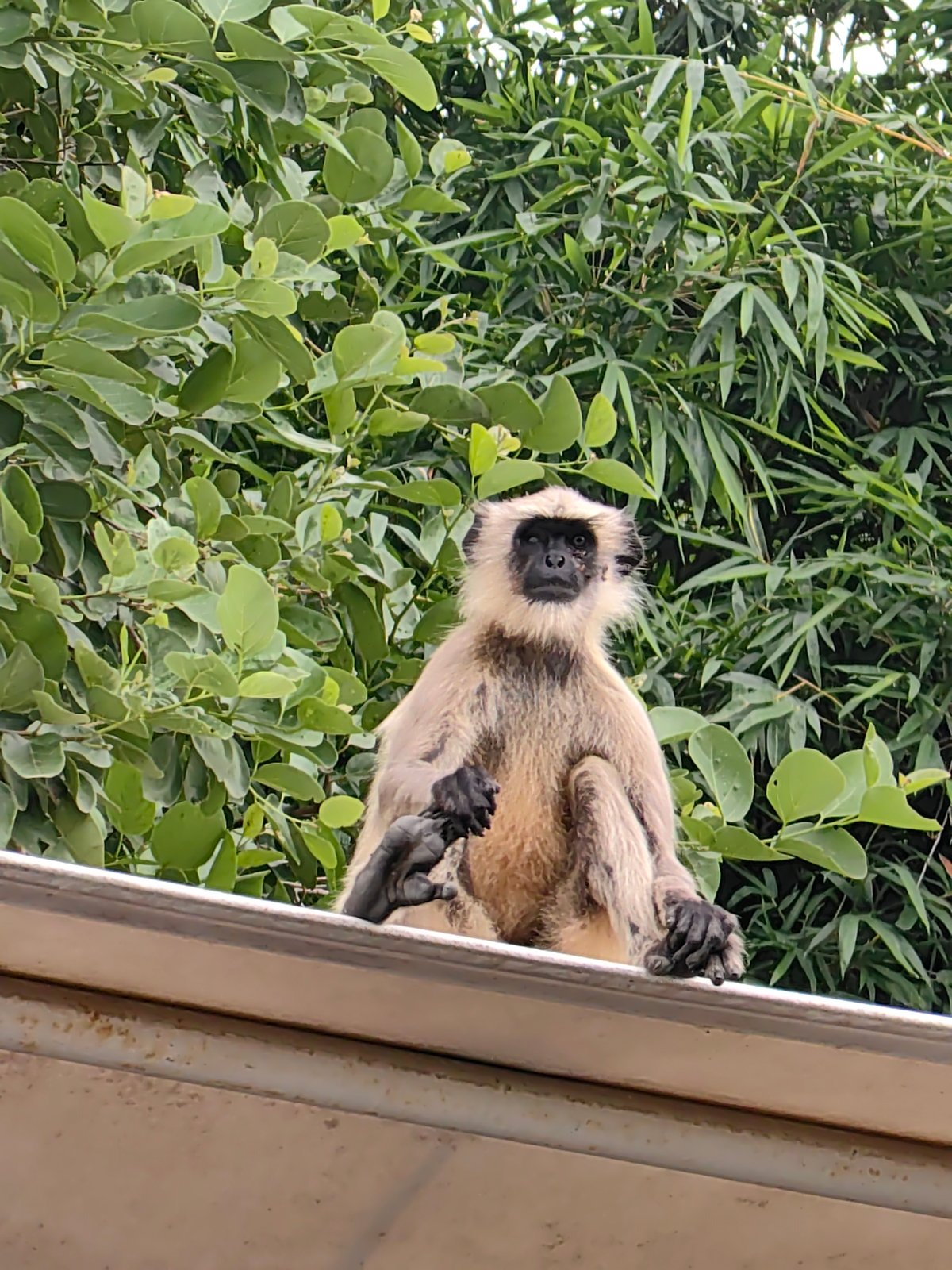 Langur monkeys lounge across rooftops and awnings at Ellora