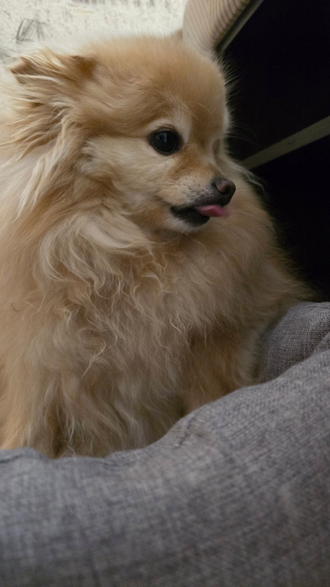 Pomeranian dog chills at home in rural western Siberia