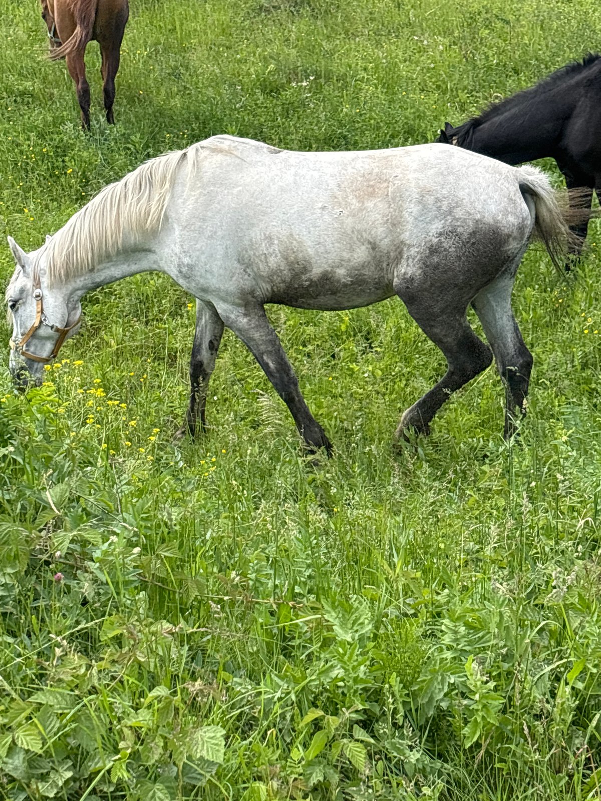 Horse herd grazes in Russian meadows under cloudy skies