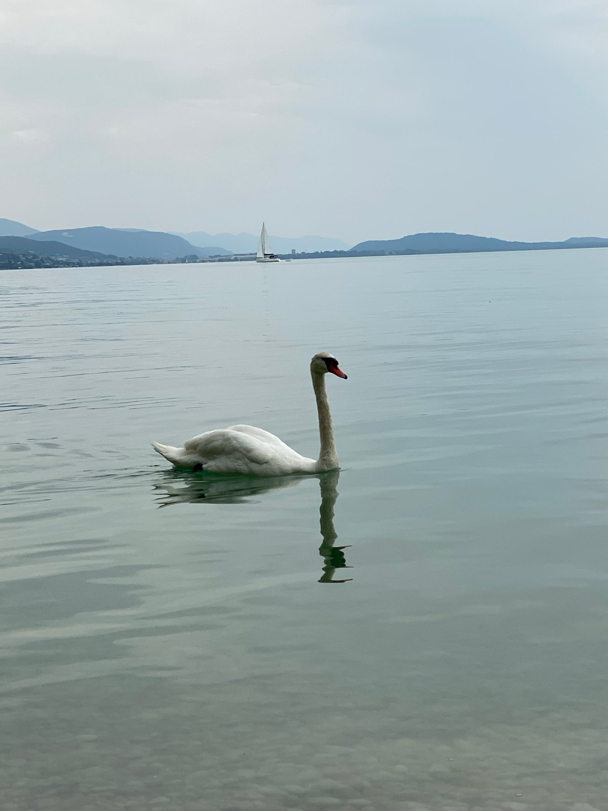 Swans on Lake Neuchâtel, Cortaillod, summer afternoon