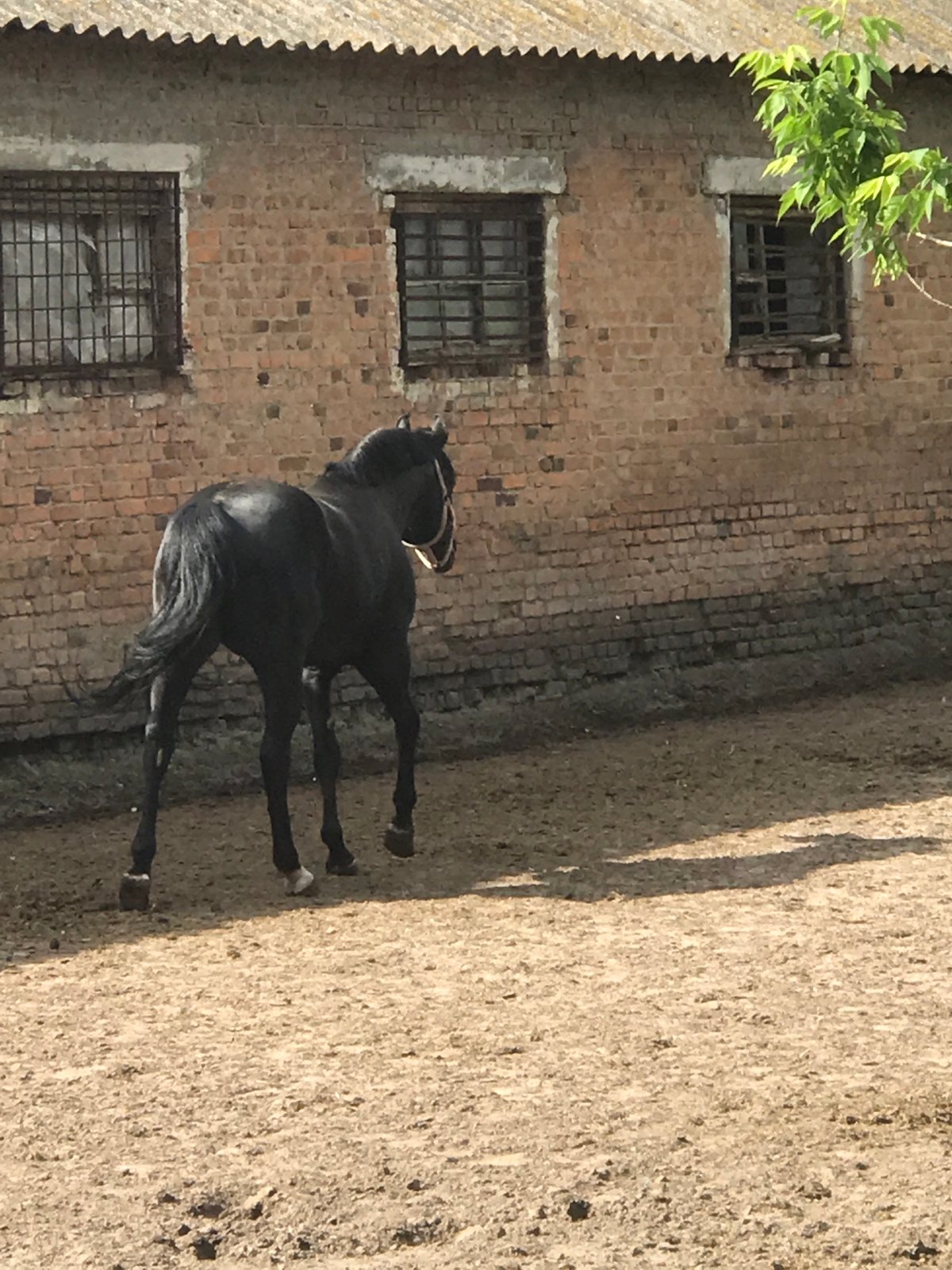 Black horse spotted in enclosure in Kharkiv, Ukraine