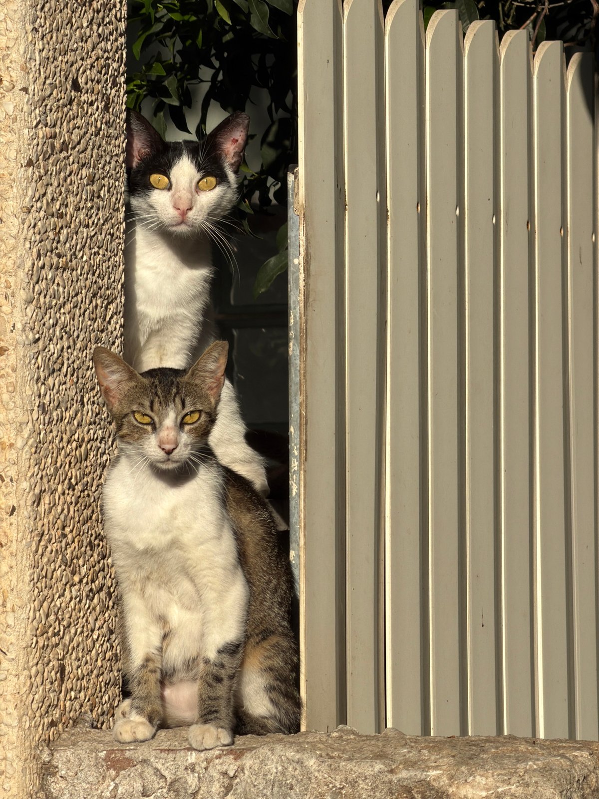 Two cats rest on window ledge in Bat Yam