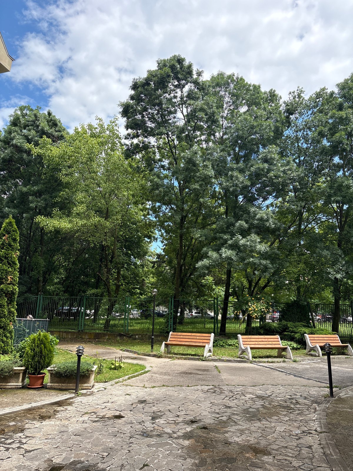 Park scene with mature trees and winding pathway documented