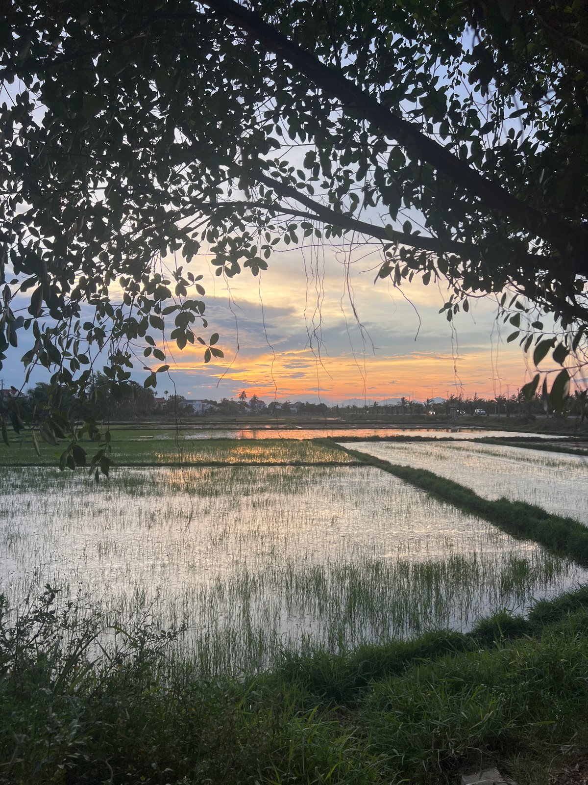 Basket boats, canals, and rice paddies in Hoi An