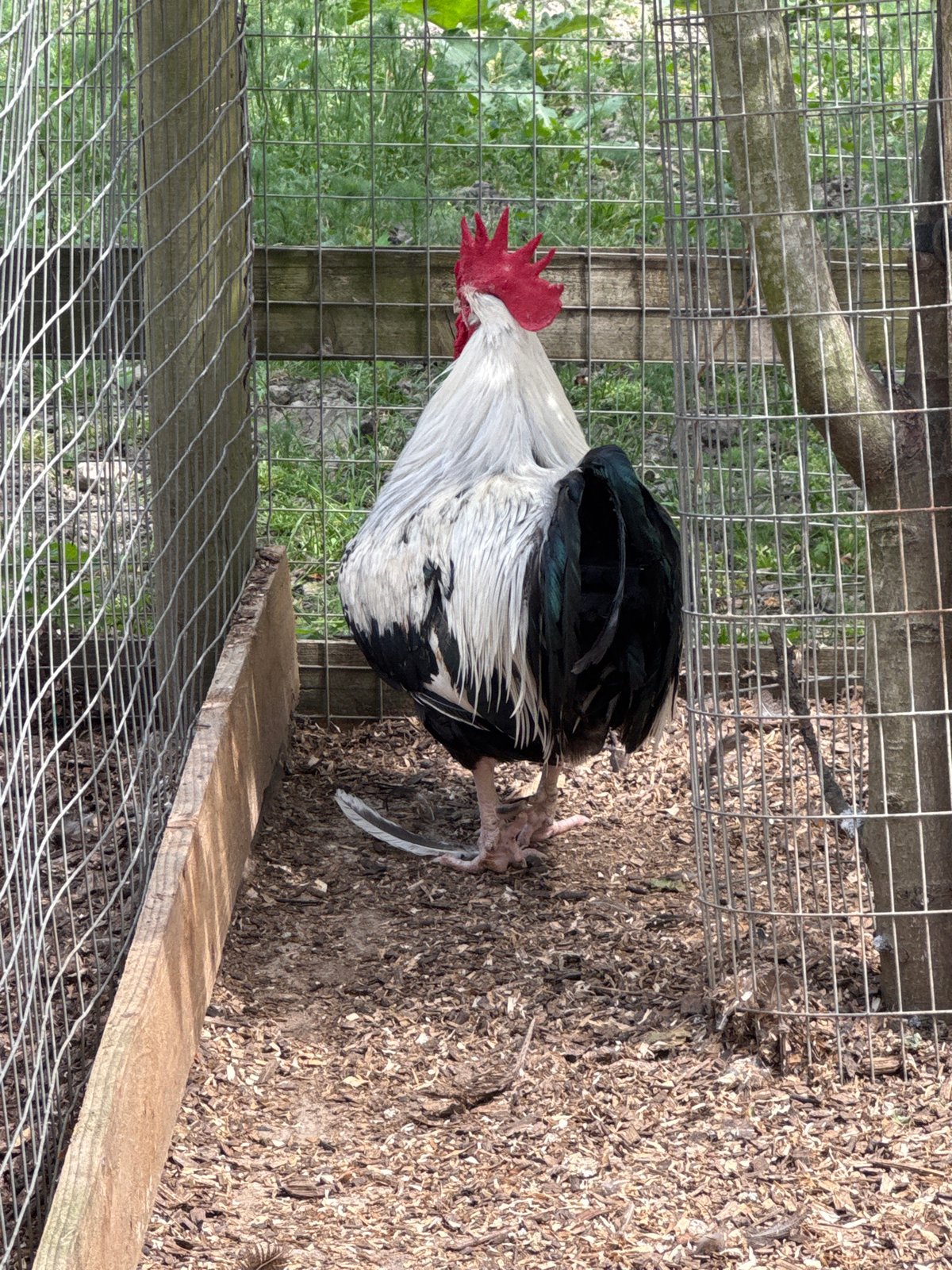 Farm animals observed in London enclosures during midday
