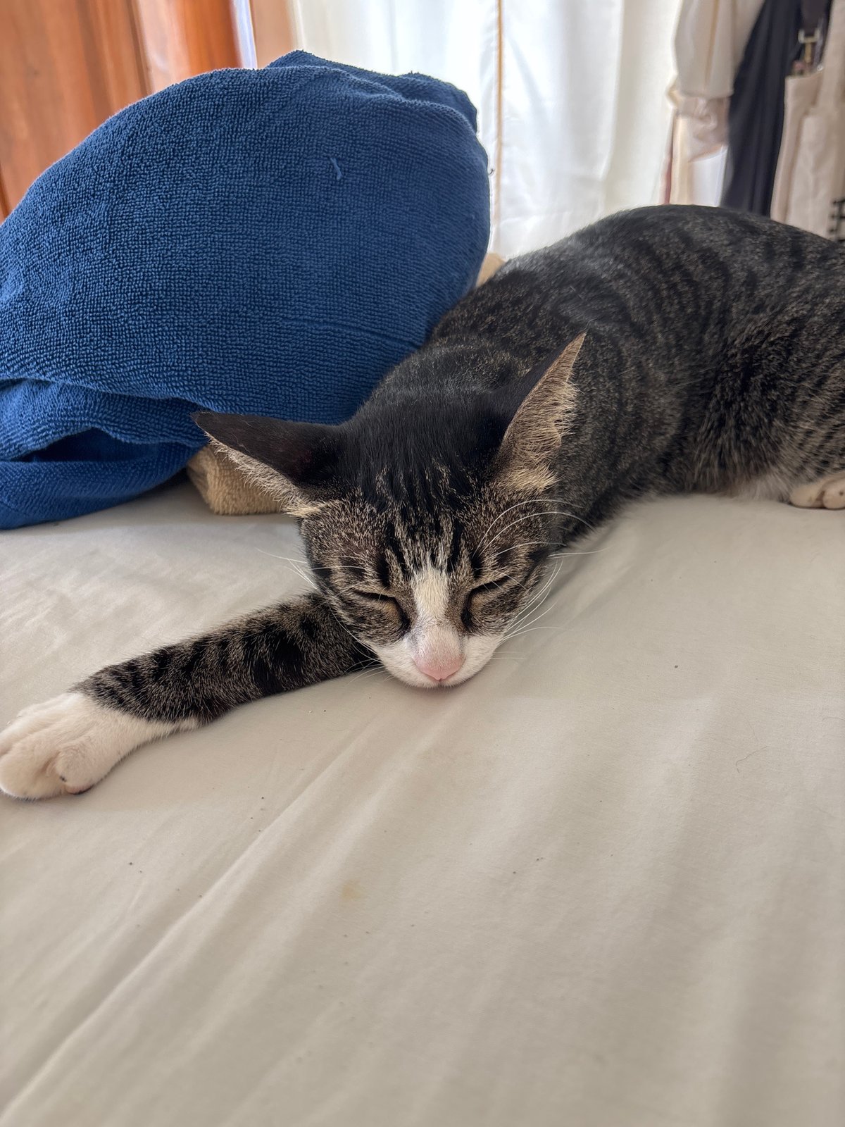 Cat with seashell necklace photographed sleeping, interacting in Kuta