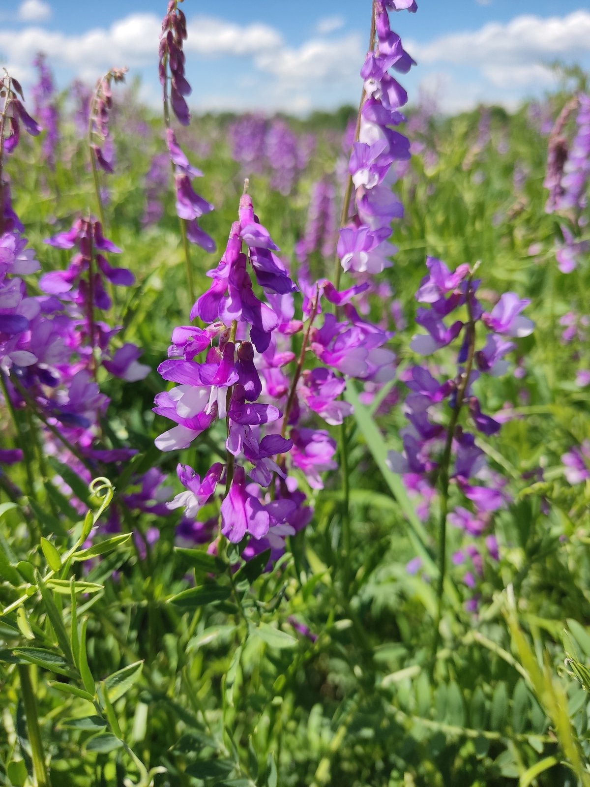 Purple wildflowers bloom in Ukrainian field near Svitle