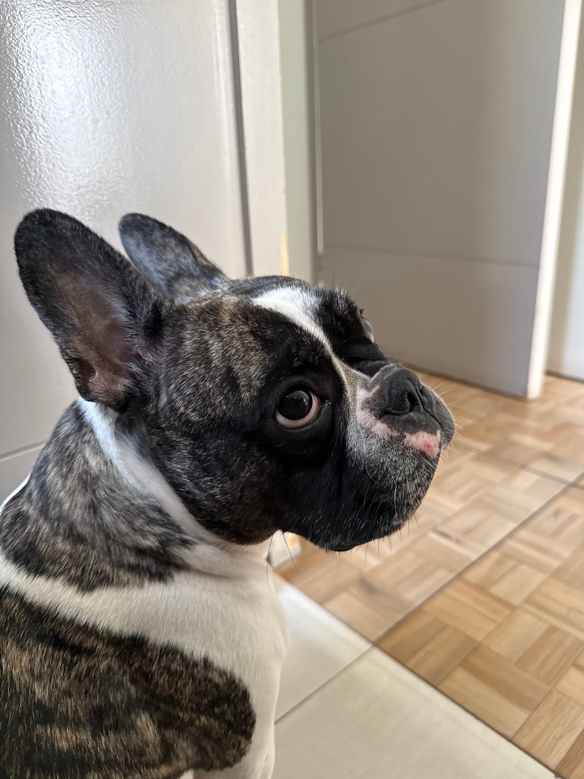 Alert French Bulldog caught in close-up side profile